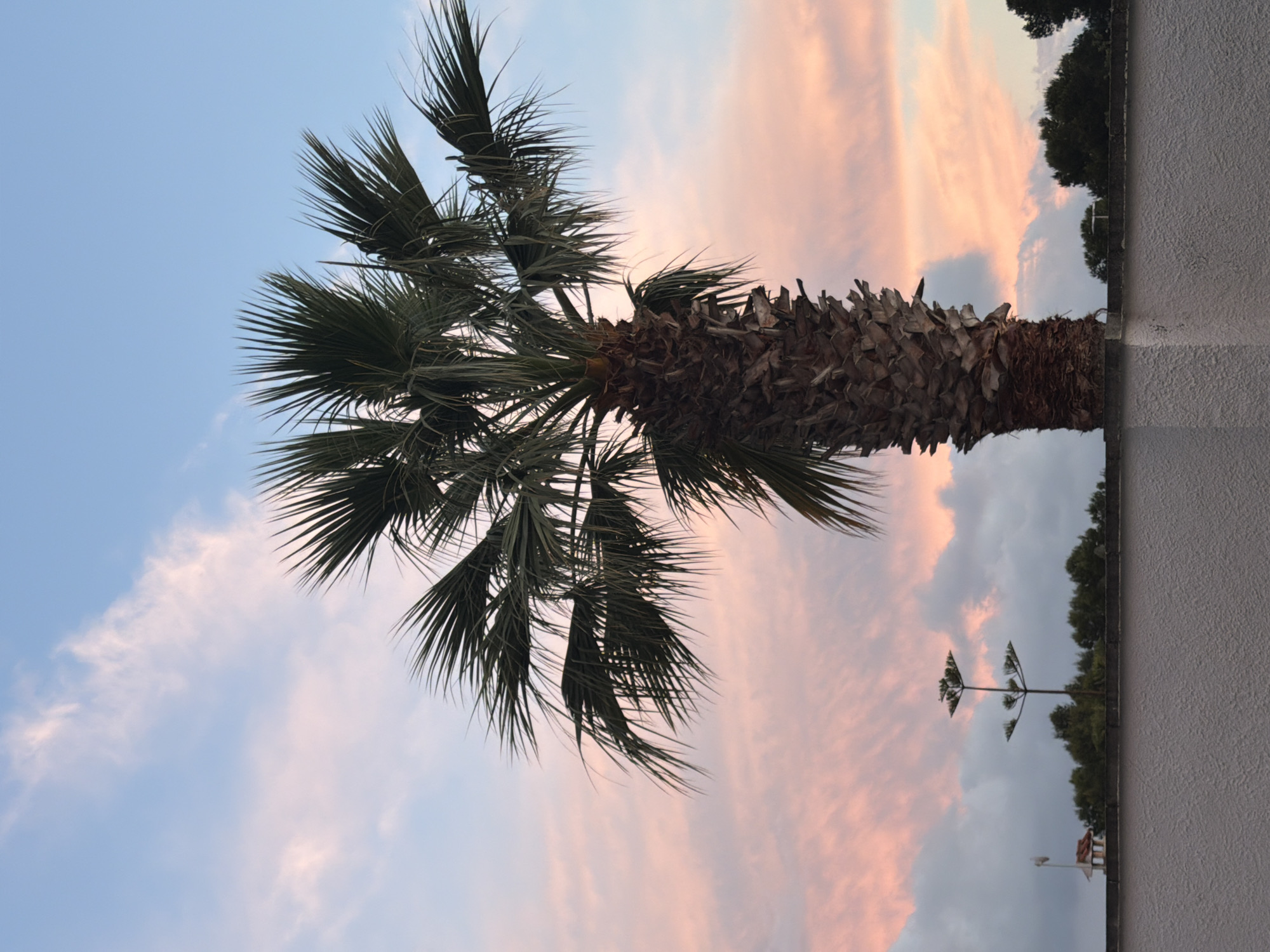 The image depicts a palm tree against a backdrop of a sky with pink and blue hues, suggesting either sunrise or sunset. The tree's trunk is thick and textured, while its fronds are green and splayed. The palm tree appears to be located near a building, indicated by the light-colored wall on the right side of the frame. In the distance, across the horizon, are silhouettes of other trees and what seem to be street lamps or small structures. Based on the request for the location, the image is likely taken in Mont-roig del Camp, Spain.