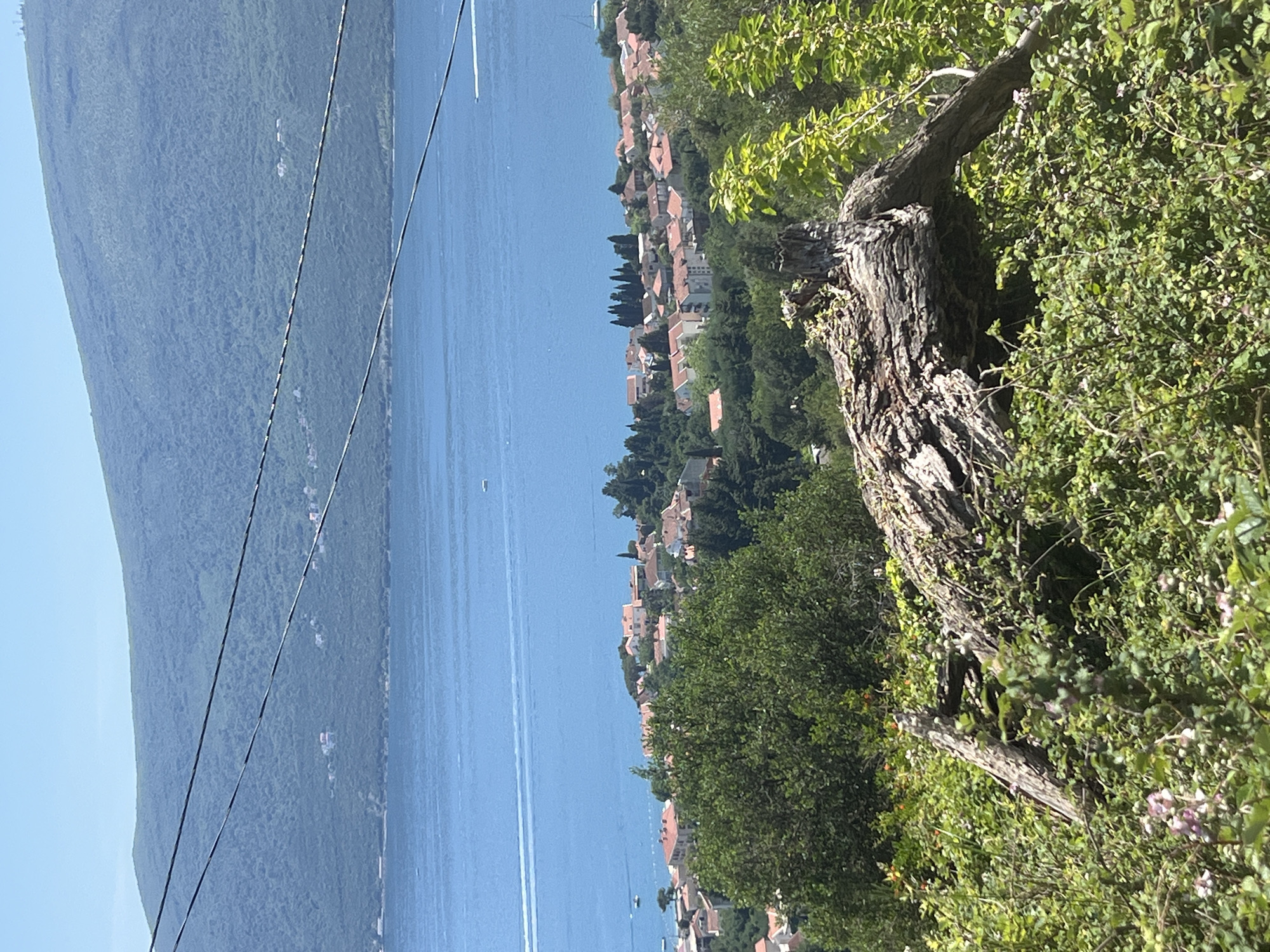 The image captures a view of Baošići, Montenegro, overlooking the Bay of Kotor. The foreground features vegetation, including a weathered tree trunk surrounded by green foliage and blooming bushes. In the midground, terracotta-roofed houses cascade down the hillside towards the waterfront, interspersed with dark green trees. The calm, blue waters of the bay stretch across the scene, with faint wakes indicating boat activity. On the opposite shore, a dense, green mountain range rises against a clear, light blue sky. Power lines stretch across the left side of the image.