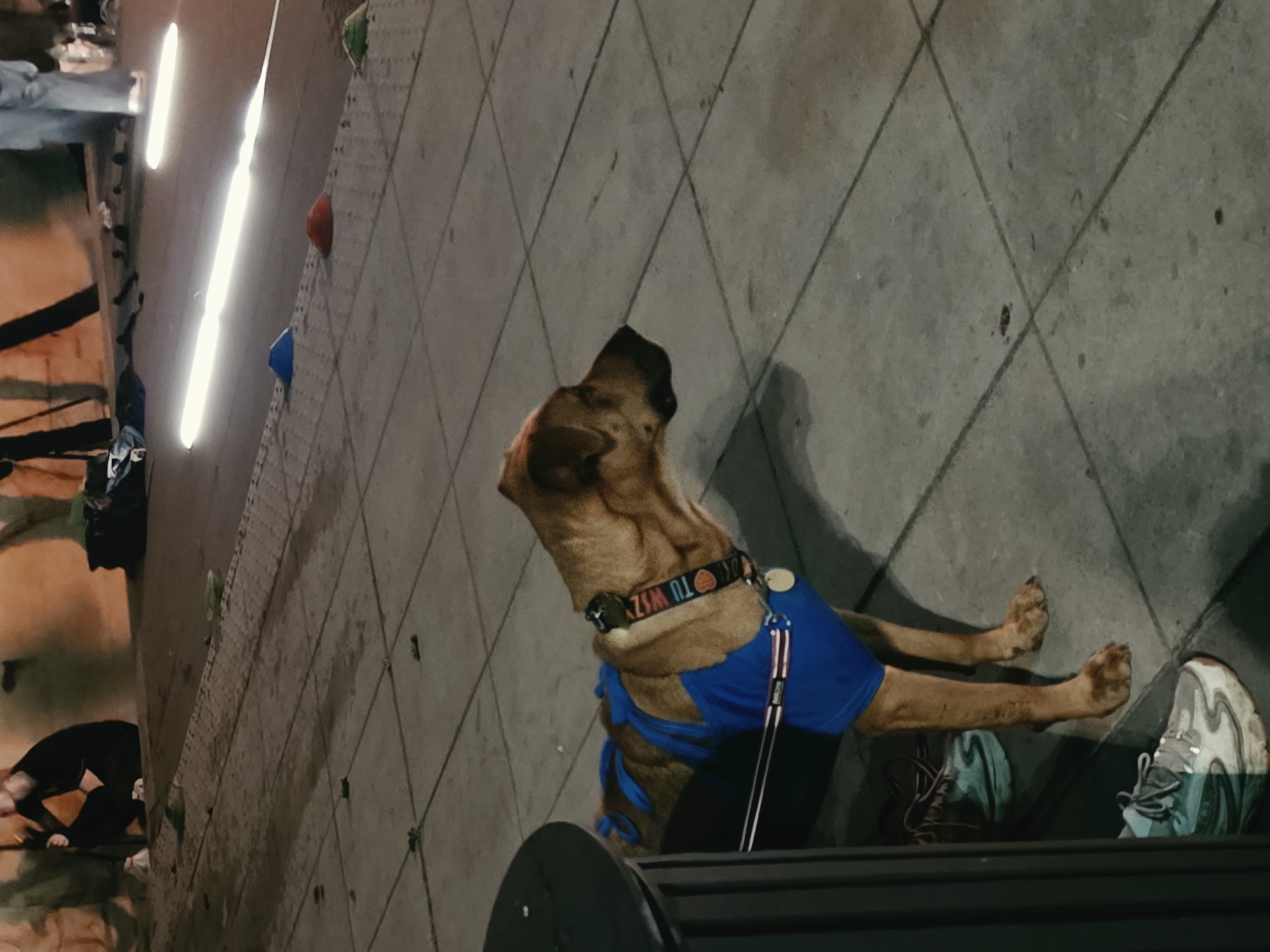 The image depicts a brown dog wearing a blue garment, standing on a tiled sidewalk at night. The dog has a collar with a tag that reads "ET TU WAZZ" and an image of a basketball. In the background, there are several people, some of whom are crouching. The sidewalk is illuminated by linear lights embedded in the ground, and there are several traffic cones scattered around. Two pairs of athletic shoes are visible near the bottom left of the image. The scene appears to be an outdoor urban environment, possibly a public space or promenade. There is no visible indication of the location being specifically in Warsaw, Poland.