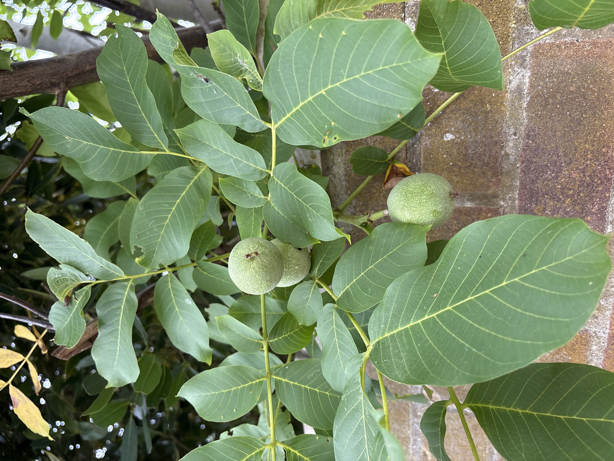 A close-up shot captures a branch of a walnut tree laden with green, unripe walnuts, set against a backdrop of green foliage and a brick wall. The walnuts are round and covered in a fuzzy, green husk, with some clustered together in groups of two or three. The leaves of the walnut tree are large and compound, with a distinct veining pattern. The brick wall, visible in the lower portion of the image, appears weathered and aged. The overall scene suggests a natural setting, likely a garden or park within the city of Chelmsford, United Kingdom, given the mention of this location in the prompt. No people or animals are present in the image.