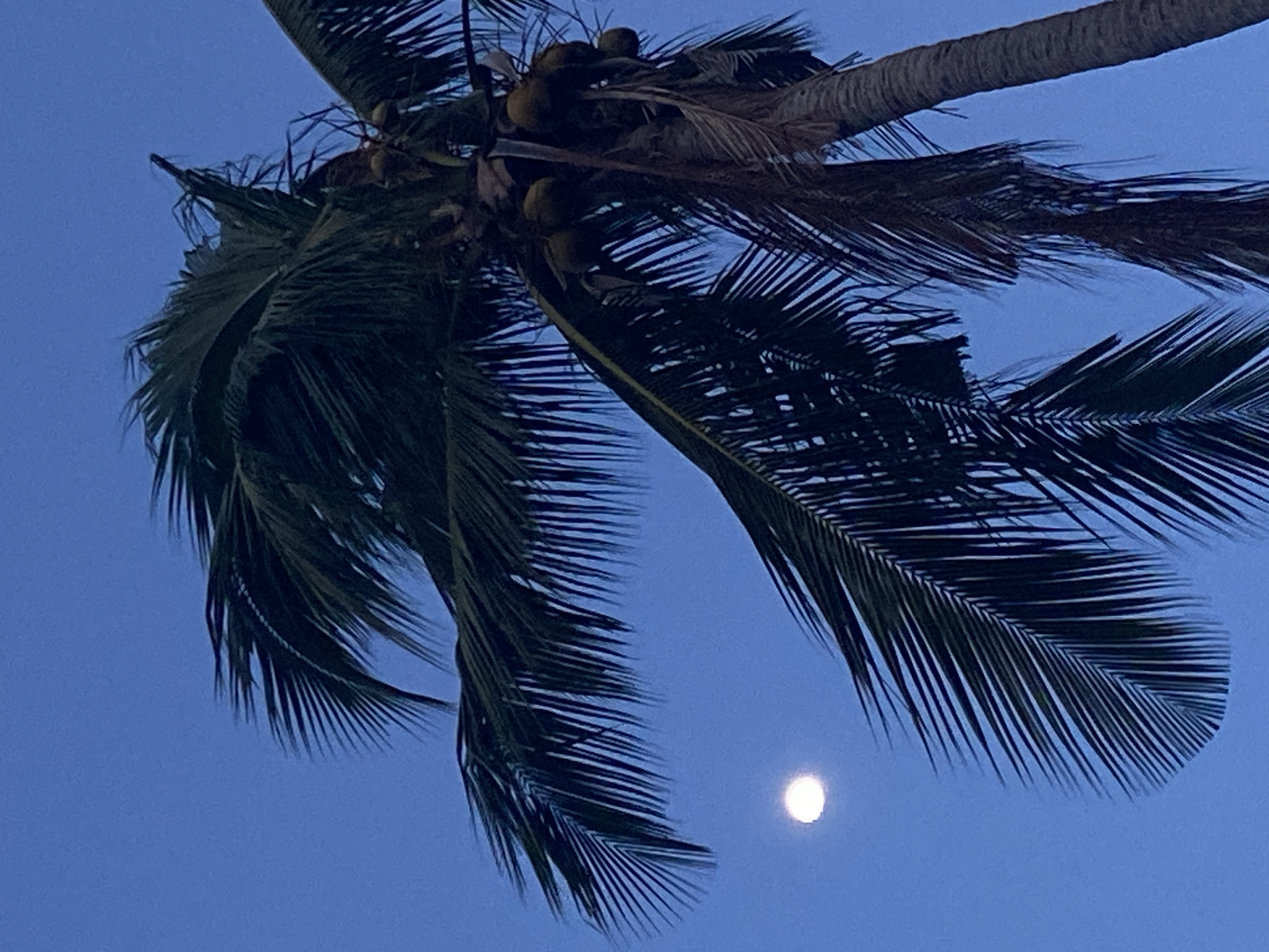 The image shows a low-angle view of a palm tree against a twilight blue sky with a full moon. The palm tree has green fronds and several coconuts clustered at the base of the fronds near the trunk. The location is likely Baan Mae Nam, Thailand.