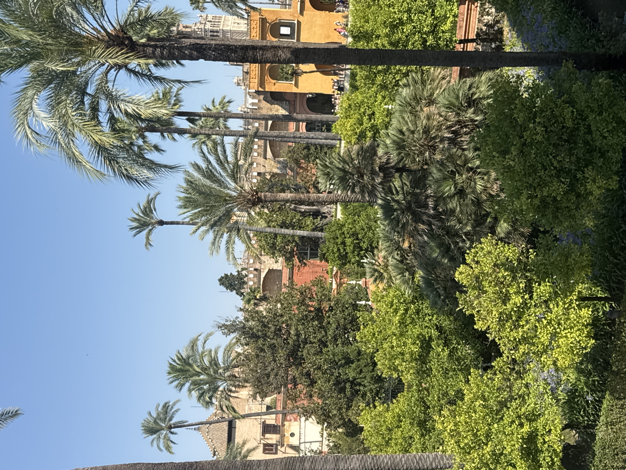 This media file depicts a sunny day in Seville, Spain, likely in a garden or park setting. Towering palm trees dominate the foreground, their fronds casting shadows and adding a tropical ambiance to the scene. Beyond the lush greenery, a section of a historic building is visible, characterized by its warm, ochre-colored facade and architectural details. The building appears to be of significant size, hinting at a palace or a grand estate. Several people are milling about in front of the building, suggesting a public area or a gathering. The clear blue sky indicates fair weather, and the overall impression is one of a serene and picturesque day in a culturally rich location. The vegetation is abundant, with various shades of green from the palm trees and other foliage, creating a visually appealing contrast with the warm tones of the architecture. The time of day appears to be late morning or early afternoon, given the brightness of the sunlight.