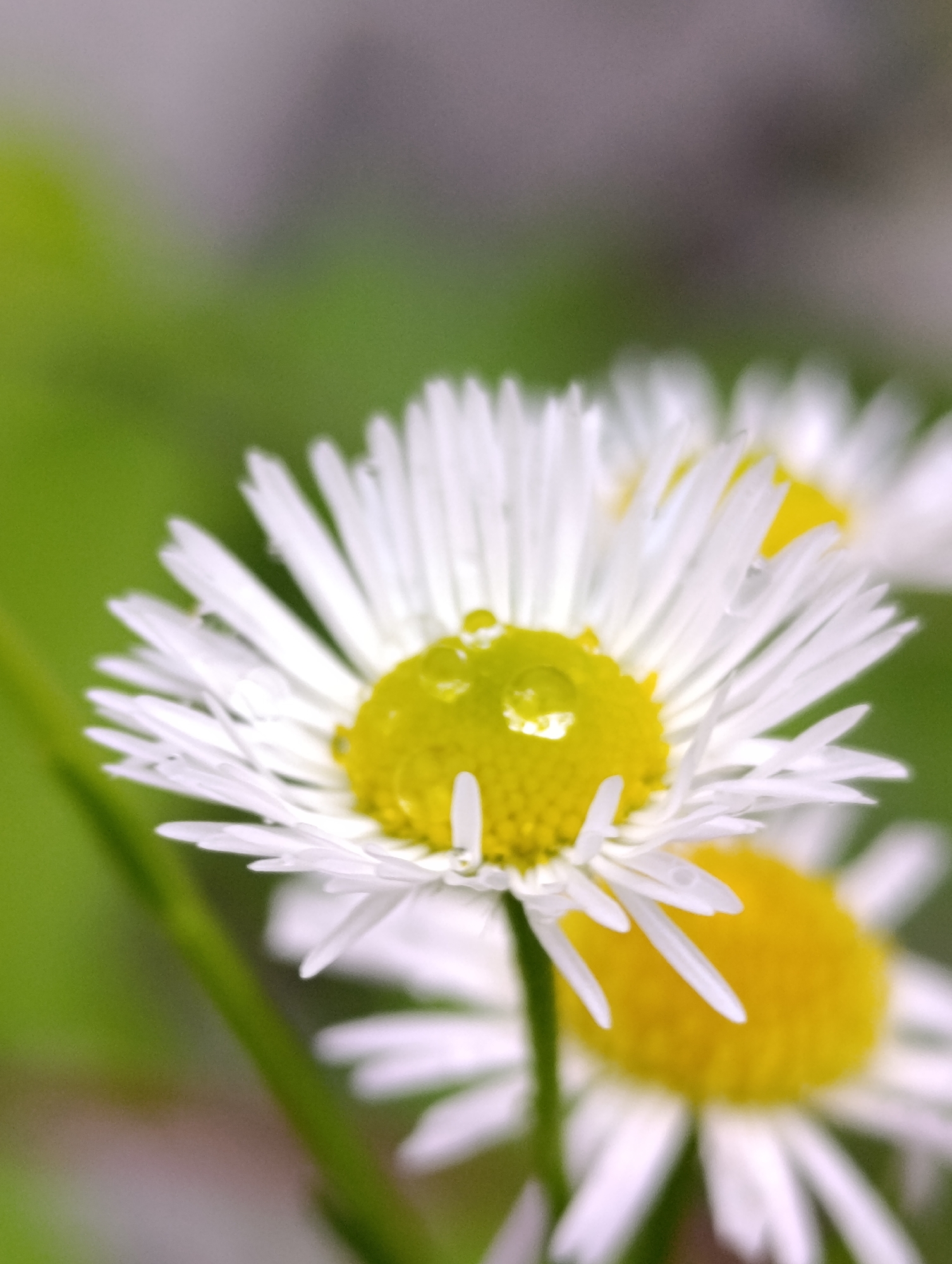 This is a close-up, shallow depth-of-field photograph of two white daisies with yellow centers. The foreground daisy is sharply in focus, showcasing delicate white petals with small water droplets clinging to them. Its yellow center is vibrant. The background daisy is softer, with its petals and center blurred. The environment appears to be outdoors with a soft green and gray out-of-focus background, suggesting foliage and perhaps a hazy sky. There are no people or any signs of urban elements in the image. The context of Vashisht, India, is not visually represented within the photograph itself.