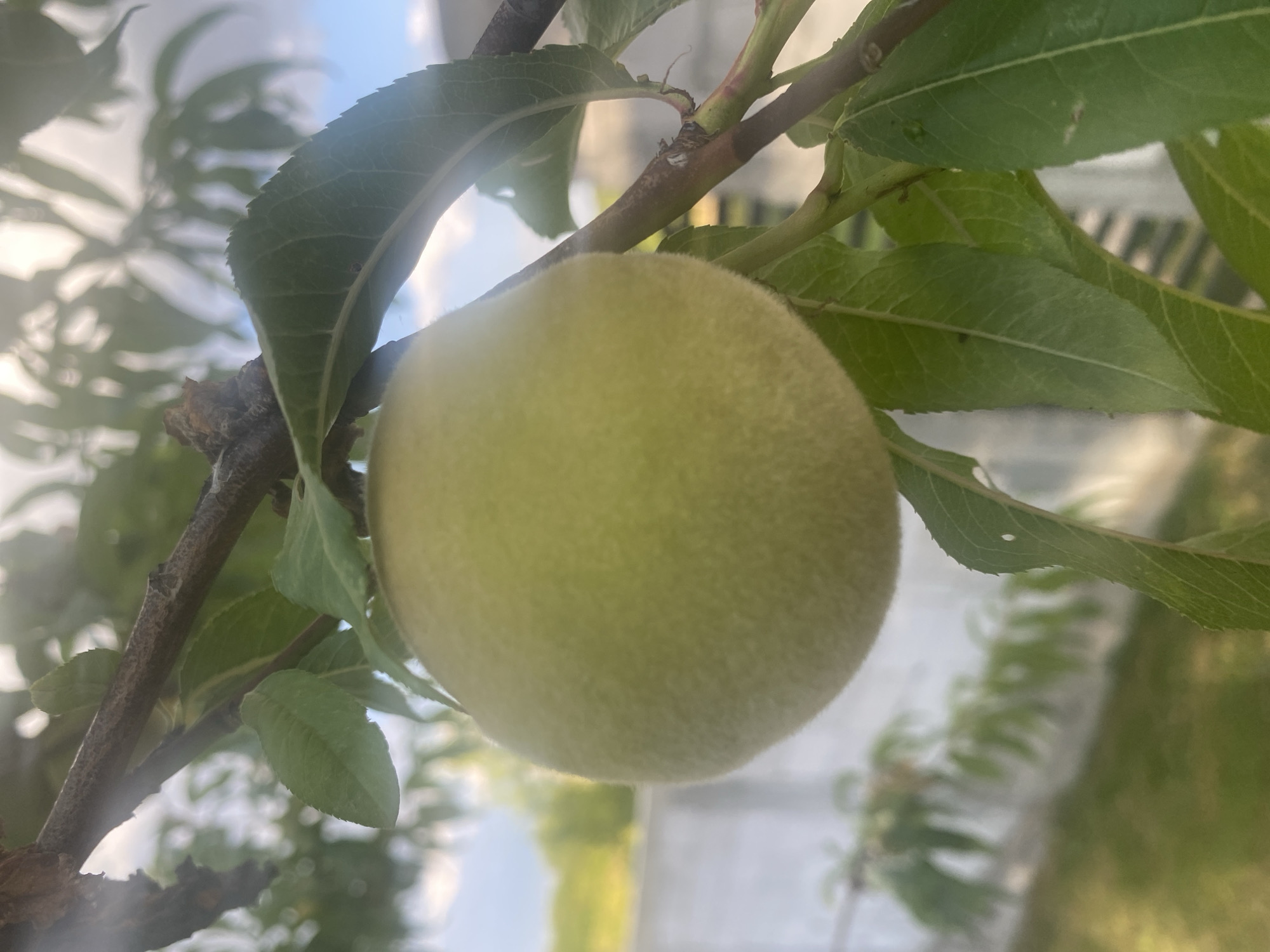 A close-up, slightly blurry, outdoor shot captures a young, fuzzy, pale yellow fruit, likely a peach, hanging from a tree branch. The fruit is the primary subject, taking up a significant portion of the frame. It is surrounded by vibrant green leaves, some of which are in sharp focus, while others are blurred due to the shallow depth of field. The branch is rough and brown, with a few smaller green shoots and reddish marks. In the background, a pale blue sky with wispy clouds is visible, along with a blurred green and yellow landscape, possibly a garden or field, and a light-colored, low wall or fence. The overall impression is one of nature, growth, and the early stages of fruit development. The image was taken on July 14, 2023, in Târgu Neamț, Romania, and no people or specific actions are depicted.