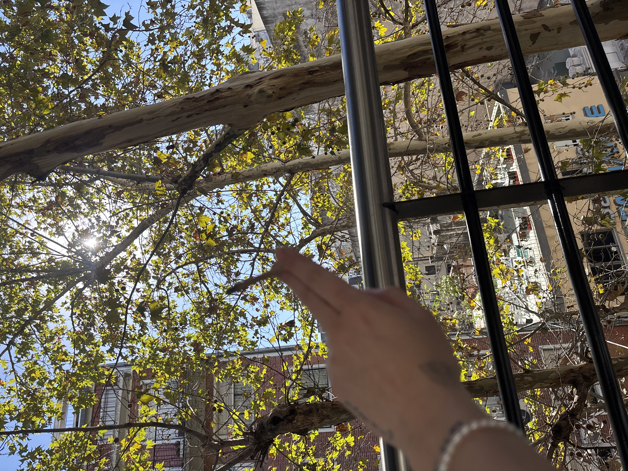 The image presents an outdoor urban scene viewed through metal bars, likely from a window or balcony. A person's light-skinned hand extends into the frame from the lower right, with a silver beaded bracelet on the wrist. The hand appears to be pointing or reaching towards the left. A prominent silver vertical bar and multiple black horizontal and vertical bars frame the view.
The scene is dominated by the dense foliage of a large tree, likely a Plane tree, characterized by its mottled, peeling bark on thick branches and numerous light green and yellowish leaves. Small, spherical seed pods are visible among the branches. The sun shines brightly from the upper left, casting a sunburst effect through the leaves and illuminating the canopy.
In the background, several multi-story buildings are visible through and above the tree branches. Some buildings have a reddish-brown, brick-like facade, while others are lighter in color. On the side of a light-colored building, a large blue letter "W" is clearly discernable. The sky is clear and blue, indicating a bright and sunny day, likely mid-morning or afternoon. The overall setting suggests a vibrant urban environment, consistent with Buenos Aires, Argentina.