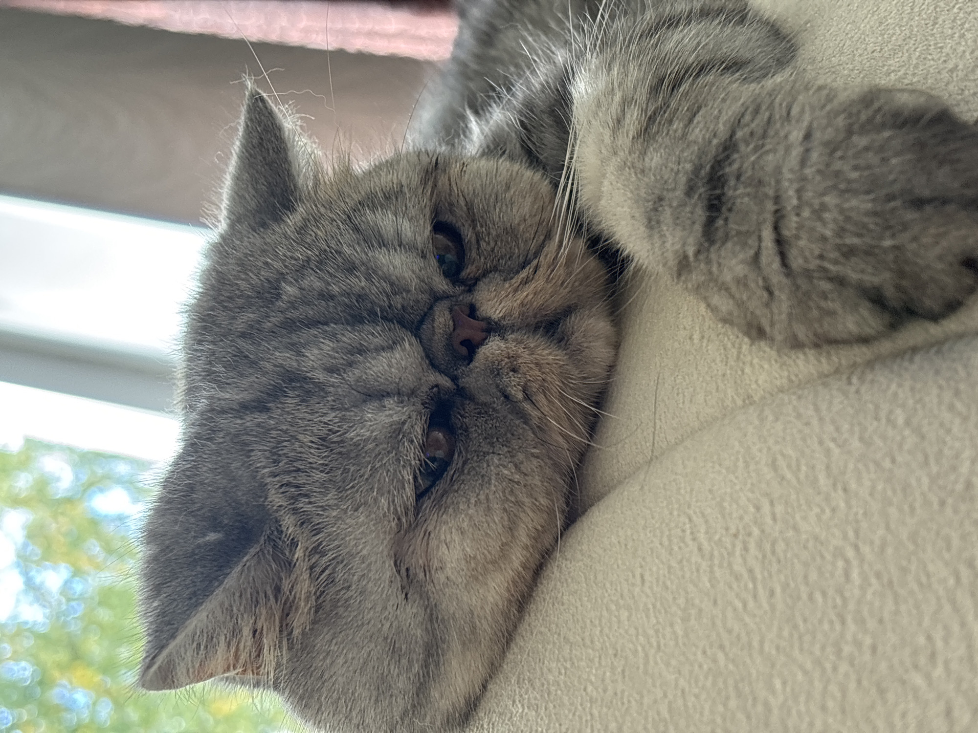 A close-up, head-on shot shows a grey Exotic Shorthair cat with a flattened face, looking towards the viewer with a slightly sad or bored expression. The cat is resting on a textured, light-colored surface, possibly a sofa or cushion. Its right paw is visible, resting in front of it. The background is blurred, but suggests an indoor environment with a window and curtains, and glimpses of green foliage and a bright sky, indicating it might be daytime. No specific location in Chaikovsky, Russia, can be identified from the image.