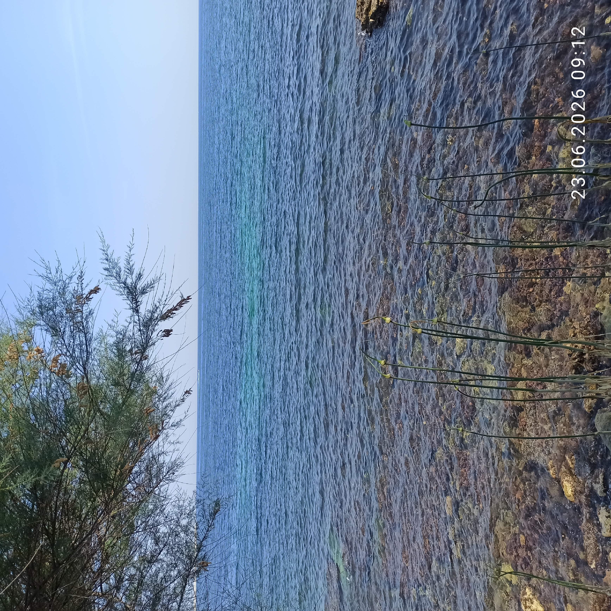 The image depicts a coastal scene with the sea and a rocky shoreline. In the foreground, thin green stalks with buds emerge from the water, reaching upwards. The water itself is clear, revealing a rocky, shallow seabed. The sea extends to the horizon, meeting a clear blue sky. On the left side of the image, the branches of a tree with sparse green foliage hang over the water. A date and time stamp, "23.06.2026 09:12", is visible in the bottom right corner. There are no people visible in the image. This scene is located in Molfetta, Italy, along its coastline.