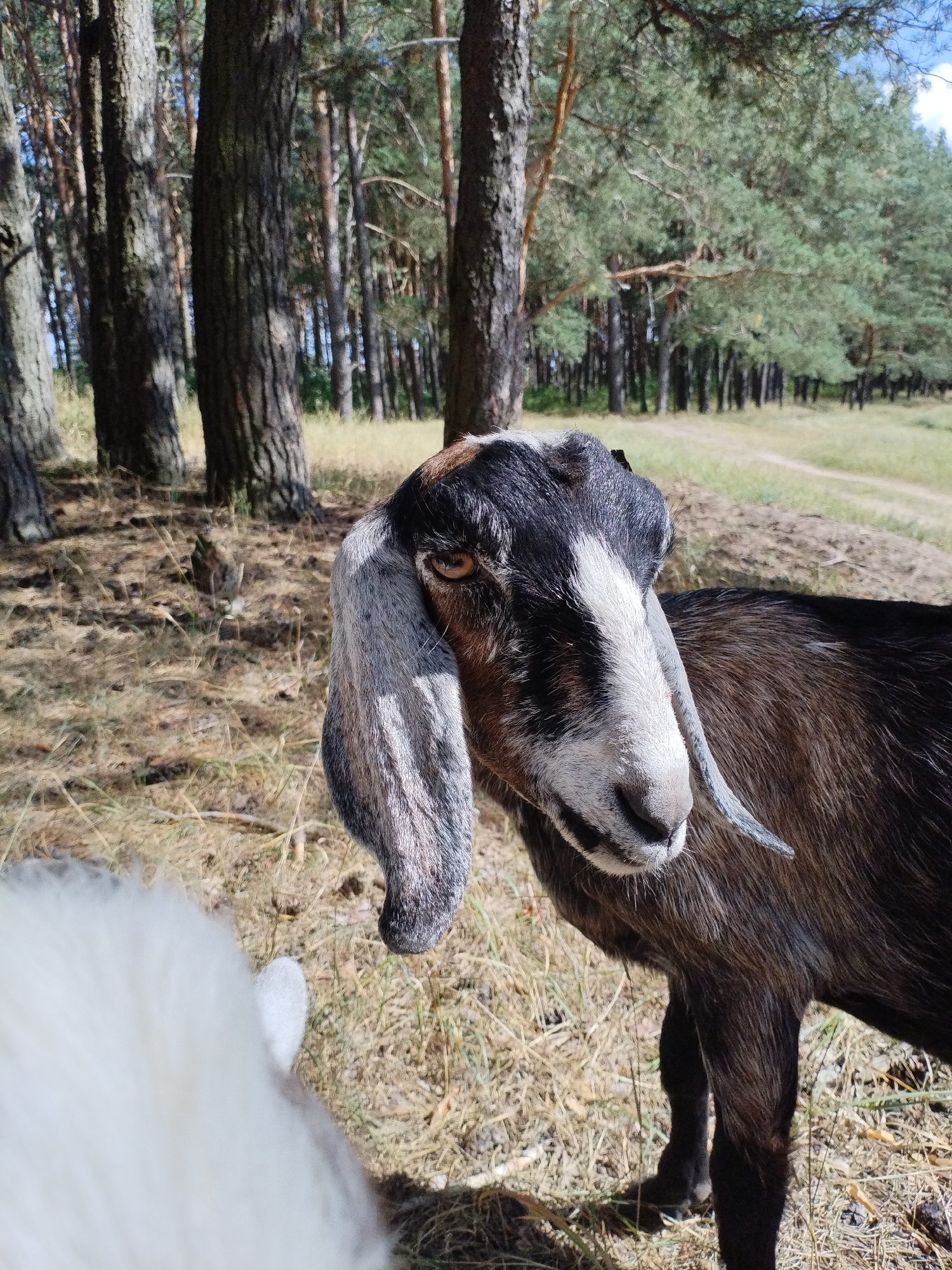 In Bialynichy, Belarus, a close-up, eye-level shot captures a brown and white goat with long, floppy ears standing in a grassy, wooded area. The goat's head is turned to the left, showcasing its amber eye and a white stripe running down its nose. Part of another animal, possibly a white, fluffy sheep, is visible in the lower left corner, out of focus. The background consists of tall, slender pine trees with a path visible in the distance. The ground is covered in dry grass and pine needles. The lighting suggests a sunny day.