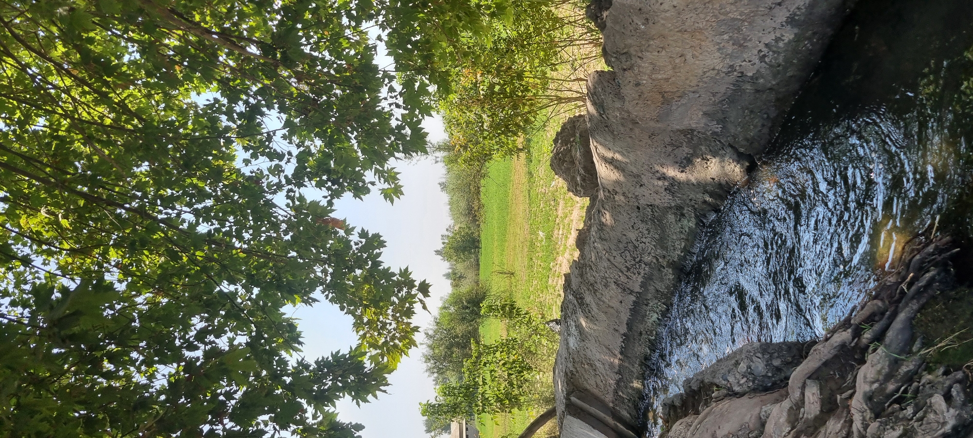 In Ҷомӣ, Tajikistan, a narrow canal of dark, rippling water flows alongside a rough, grey concrete embankment. The embankment is textured with patches of darker material and appears somewhat eroded. The canal's edge on the left is lined with exposed, dark, gnarled tree roots and scattered stones. On the right bank, larger rocks and a mound of dirt sit atop the concrete. Beyond the embankment, a vibrant green field stretches towards a line of various trees and shrubs under a bright, clear sky. Overhead, the dense green canopy of tree branches, with broad, lobed leaves, partially obscures the sky, casting dappled shadows.
