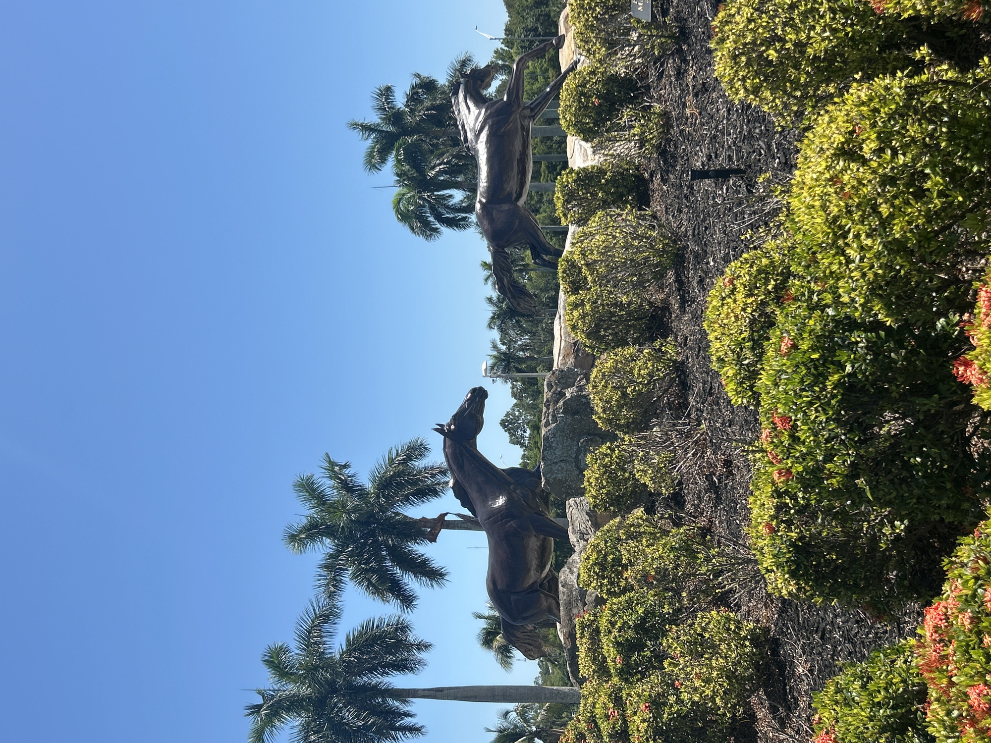 This image depicts two bronze horse statues set amongst palm trees and shrubbery under a clear blue sky. The location is in Lely Resort, United States of America. The statues appear to be rearing up on their hind legs, facing in opposite directions. The statues are placed on top of rocky terrain covered in black mulch, and are bordered by rows of shrubs. Some of the shrubs are flowering with red flowers. Palm trees are visible in the background, adding to the tropical setting.