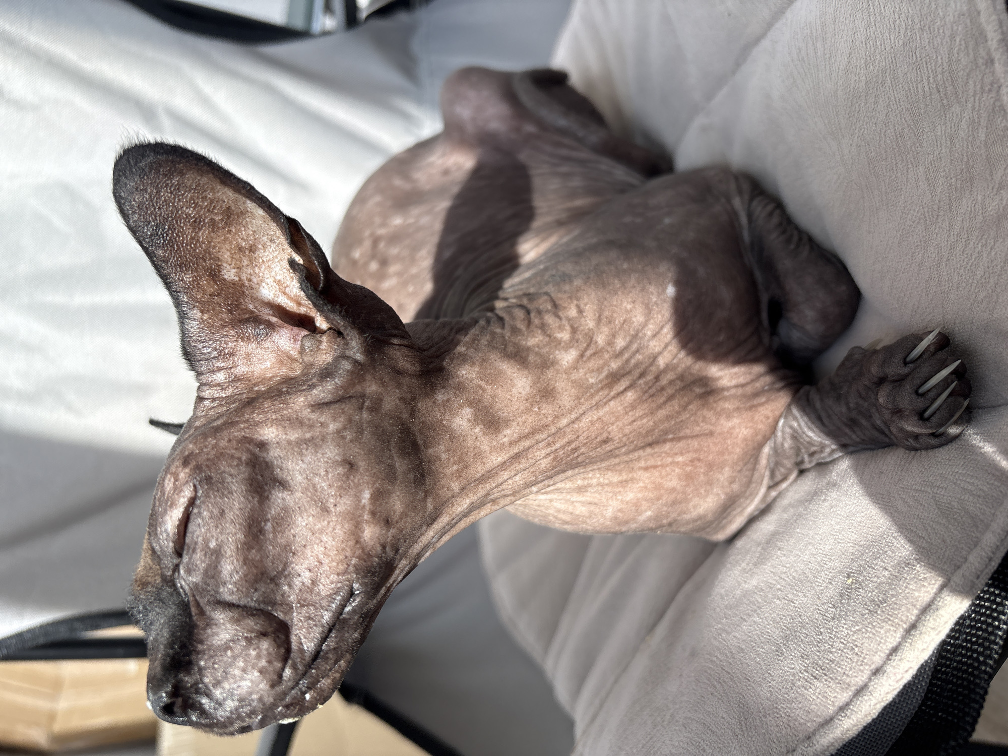 The image shows a hairless cat, possibly a Sphynx, resting on a light-colored cushion. The cat is lying down with its eyes closed, appearing to be enjoying the sunlight. The cat's skin is wrinkled and has a mottled brownish-grey coloration. Its ears are large and prominent. The background is blurred, but suggests an outdoor or semi-outdoor setting, with a white surface behind the cat, possibly a chair or umbrella. There are no visible indications of the cat's location within the city of Saratov, Russia.