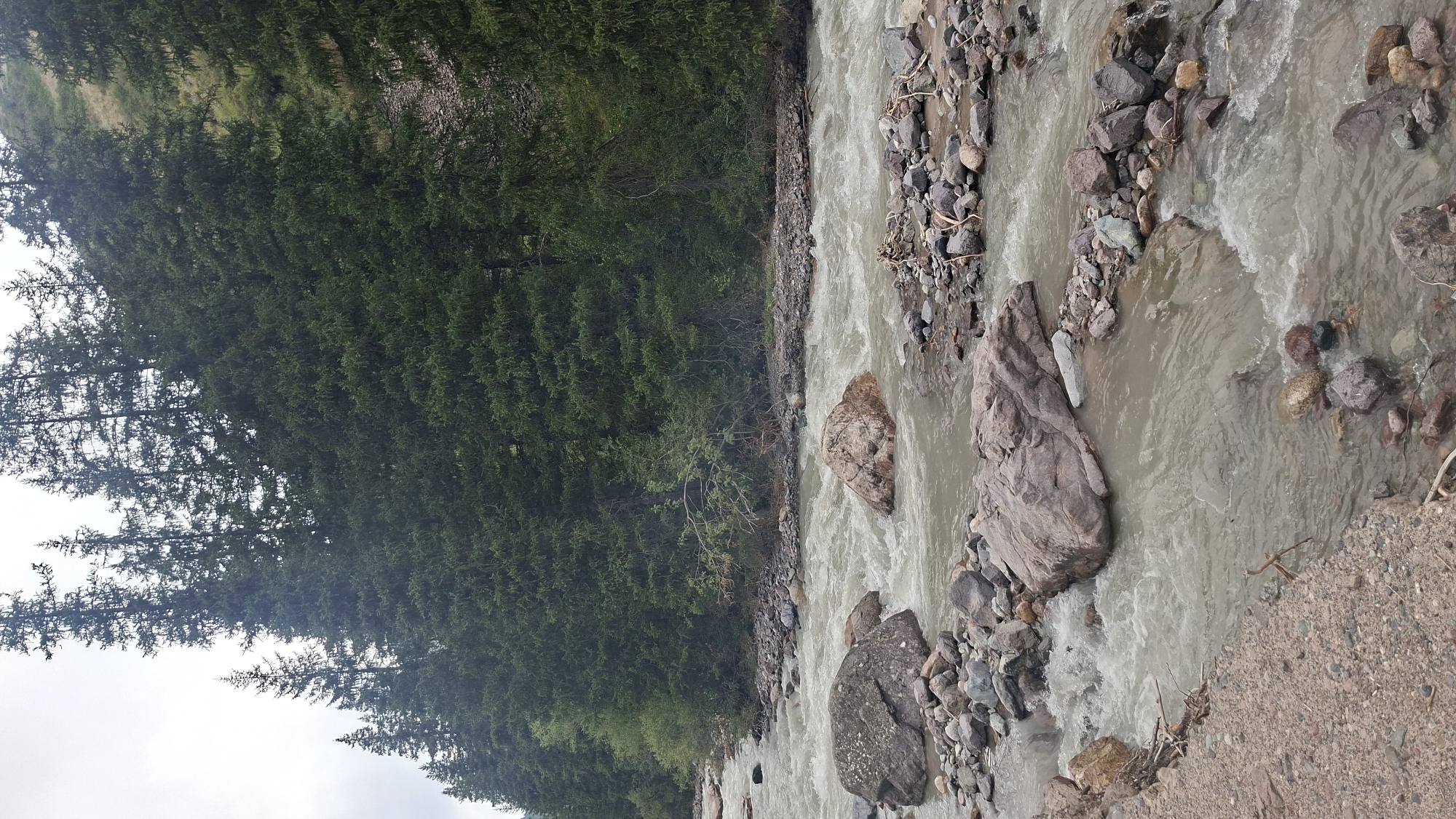 The image shows a wide, fast-flowing river with murky, light-brown water. The riverbed is filled with numerous rocks of varying sizes, some submerged and others exposed. On the left bank of the river, there is a gravelly shore with smaller stones and some scattered debris, including twigs and branches. The right bank is lined with a dense forest of tall, dark green coniferous trees that extend up a steep, rocky hillside. The sky is overcast and pale. The scene is a natural, undeveloped landscape, characteristic of a mountainous or forested region. The location is identified as the city of Batan, Kazakhstan.