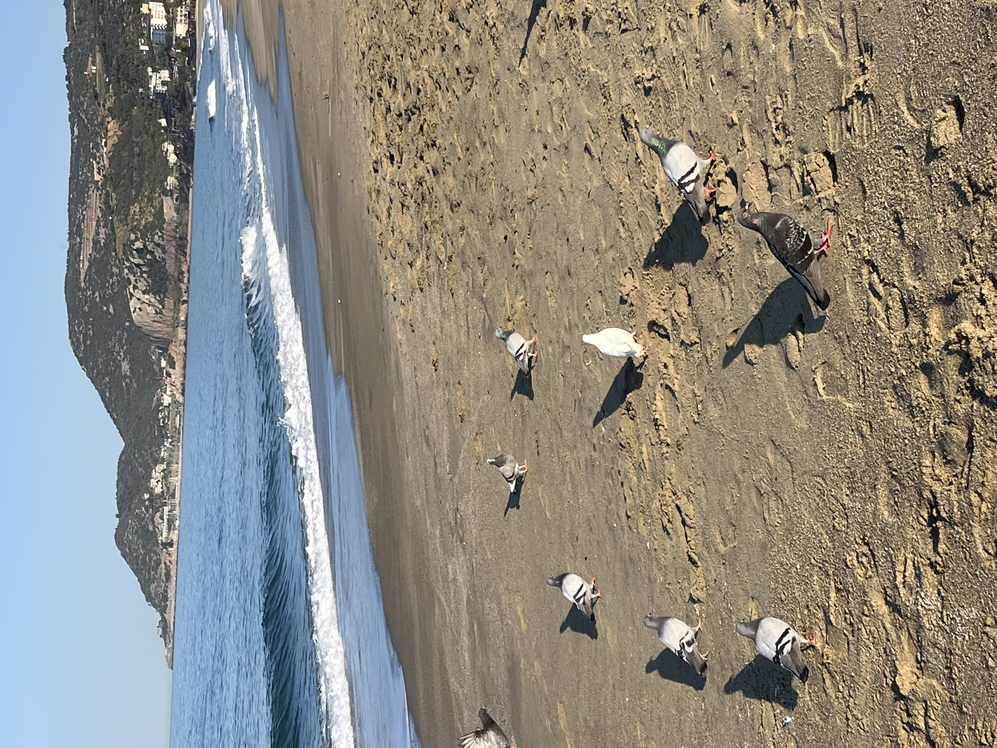 A wide, horizontal, sunlit shot shows a flock of pigeons foraging on the beach in Alanya, Turkey. The beach is sandy and appears to be dark in color near the water line, transitioning to a lighter color further away. The ocean waves are visible on the left side of the scene. In the far background to the left, there's a distant view of buildings on a mountain slope. The sky is clear and blue. The focus is on the pigeons scattered across the sandy area.