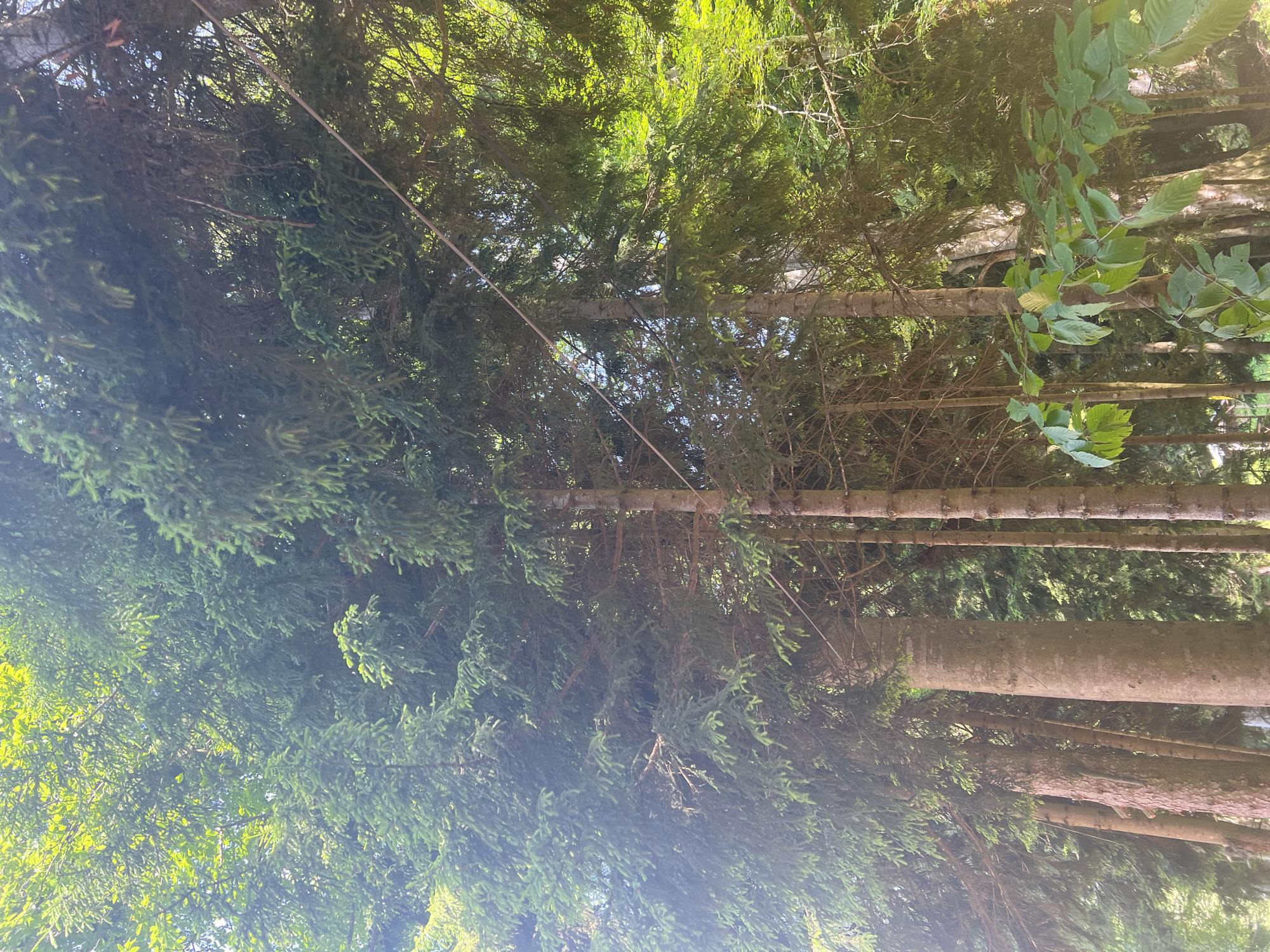 The image depicts a dense forest of tall, evergreen trees, likely spruce or fir, in Bakuriani, Georgia. The trees are packed closely together, with their branches forming a thick canopy that allows dappled sunlight to penetrate. The trunks are slender and brown, with some variation in thickness and texture. In the foreground, a few branches of deciduous trees with green leaves are visible. A thin, light-colored wire runs diagonally across the frame from the upper right to the mid-left, possibly a utility line or part of a zipline. The forest floor is not clearly visible, but the overall impression is of a natural, uncultivated environment. There are no people or animals present in the image. The lighting suggests it is daytime, with the sun filtering through the foliage.
