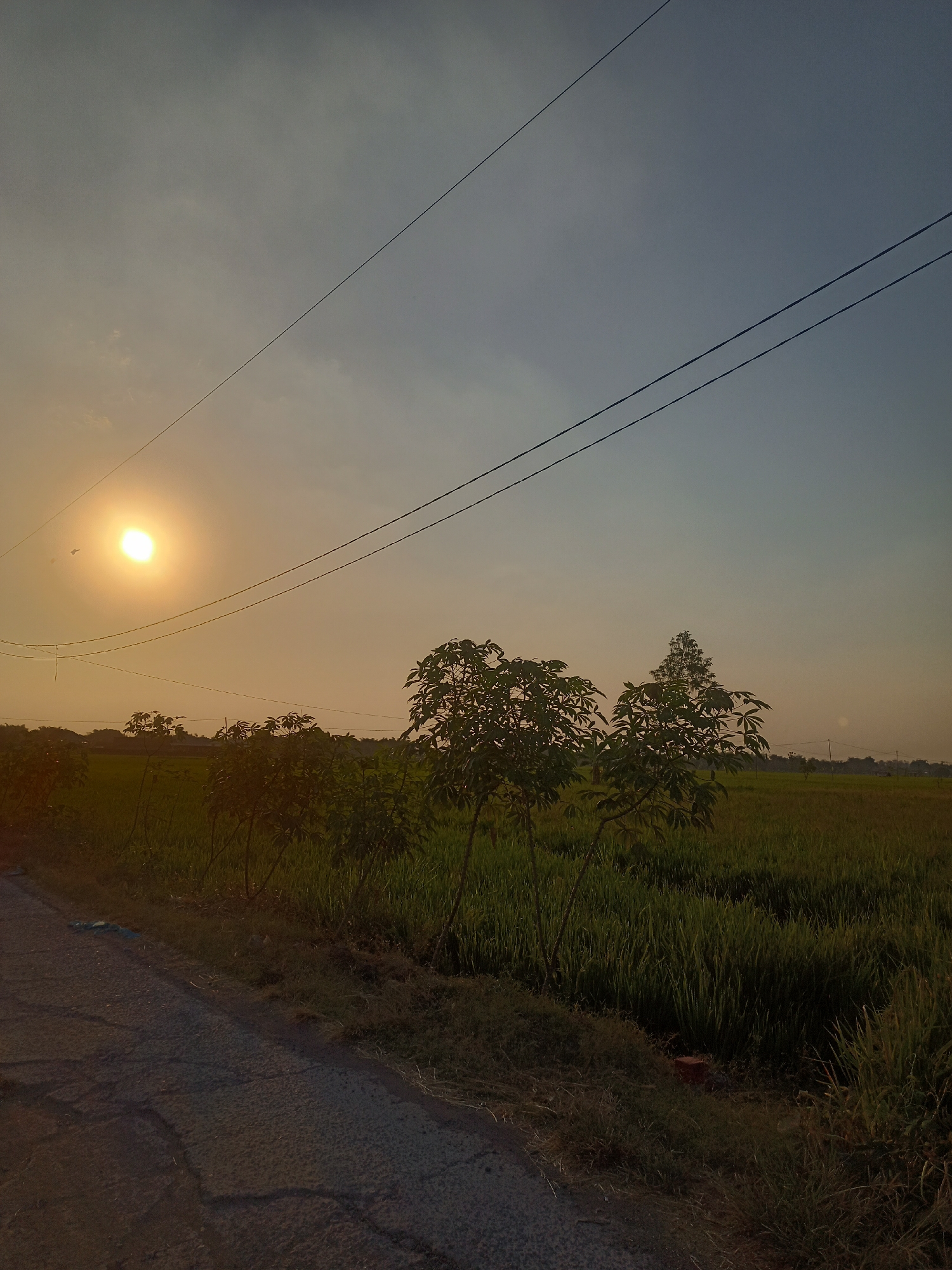 The image depicts a serene rural landscape at sunset, likely in Hadiluwih, Indonesia. The foreground features a cracked asphalt road running along the left edge, bordered by dry grass and weeds. To the right of the road, a lush green rice field stretches into the distance, interspersed with several young trees with sparse foliage. A prominent, bright orange sun hangs low in the sky on the left, casting a warm glow over the scene. Three dark, thin power lines are stretched diagonally across the upper portion of the frame. The sky transitions from a hazy orange near the sun to a cooler blue towards the right. In the distance, a low-lying line of trees and structures suggests a village or settlement. The overall atmosphere is tranquil, characteristic of a rural sunset in Indonesia. There are no people or animals visible in the image.