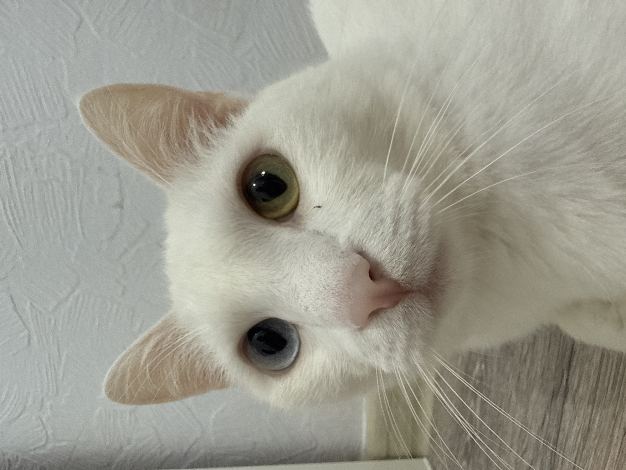 A close-up, high-angle portrait features a white cat with heterochromia, its head tilted towards the viewer. The cat has pristine white fur and a small, pink nose. Its left eye (viewer's right) is a distinct green-amber color, while its right eye (viewer's left) is a pale blue-grey. Both pupils are dark and constricted. A tiny dark speck is visible on the white fur between the cat's green eye and its nose. Long, white whiskers fan out from both sides of its muzzle. The cat's ears are visible, with the inside of the ears appearing a light, fleshy pink.
The background on the left side of the image features a textured white wall, possibly wallpaper or painted plaster. On the right and lower portion, a light brown wooden surface, likely a floor or tabletop, is visible. The lighting appears soft and even, suggesting an indoor setting. The cat's direct gaze conveys curiosity or attention.