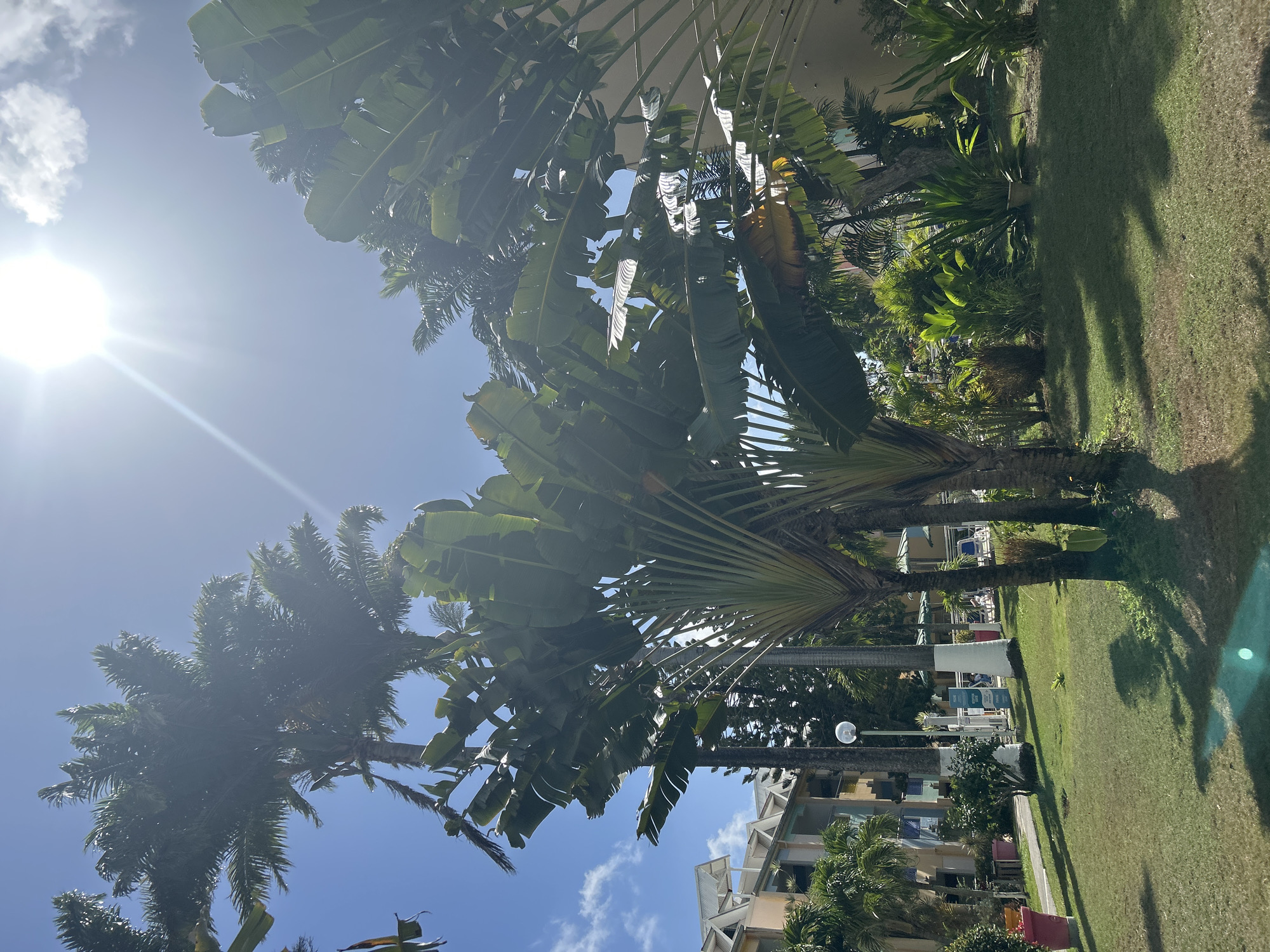 The image shows a tropical scene with palm trees and lush greenery under a bright, sunny sky with a few clouds. The location appears to be a resort or residential area with buildings visible in the background. The photo is taken from a low angle, looking up at the trees and sky.