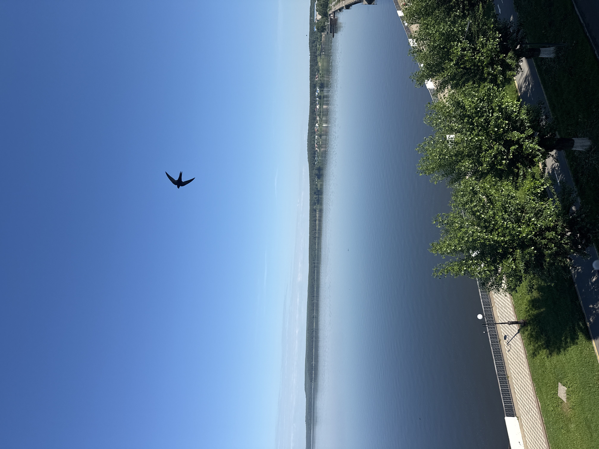 The image captures a serene waterscape on a clear, sunny day in Votkinsk, Russia. A vast, calm body of water, likely the Votkinsk Reservoir, dominates the scene, reflecting the bright blue sky. In the distance, the opposite bank is lined with a dense, dark green forest, with a small settlement of buildings visible amidst the trees.
A paved promenade runs along the foreground, bordered by a low white wall and an ornate metal fence. Lush green grass covers an area between the promenade and a paved pathway. Several trees with vibrant green foliage are planted along the pathway, casting dappled shadows on the ground. A lamppost with a spherical light fixture stands on the promenade.
High in the sky, a silhouette of a swift, with its distinctive forked tail and swept-back wings, is captured in mid-flight. The bird appears as a dark, sharp shape against the expansive blue canvas of the sky, adding a dynamic element to the otherwise tranquil environment. The overall impression is one of peaceful natural beauty within an urban setting.