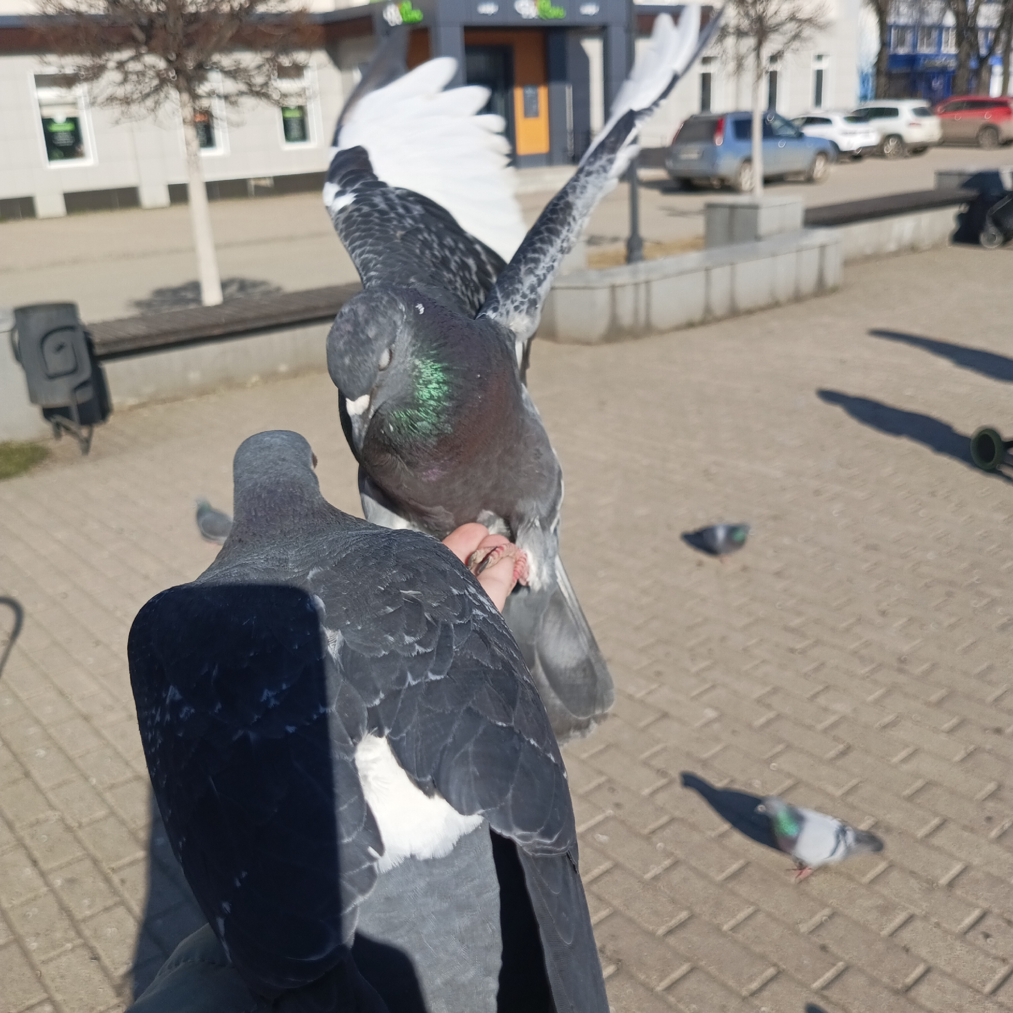 This close-up image depicts a person interacting with pigeons in an outdoor urban setting in Chaikovsky, Russia, on a bright, sunny day. Two pigeons are prominent in the foreground. One pigeon is perched on a human hand, with its wings partially spread, showcasing white flight feathers and iridescent green and purple plumage on its neck. Its eyes appear closed or nearly closed. Another pigeon, viewed from the back, is positioned very close, likely on the person's arm or shoulder. Several other pigeons are scattered on the light-colored, paved ground in the mid-ground and background.
The scene is well-lit by the sun, creating strong shadows on the pavement. In the background, there are urban buildings, including one with a dark facade and an orange door, and another with prominent white window frames. Bare trees suggest late winter or early spring. Cars are visible on a street behind the buildings. A dark object, possibly a planter or trash receptacle, is on the left. The visible human hand indicates a direct interaction, possibly feeding the pigeons, who appear comfortable with human presence. Blurry green text is faintly visible on a building in the far background, but is illegible.