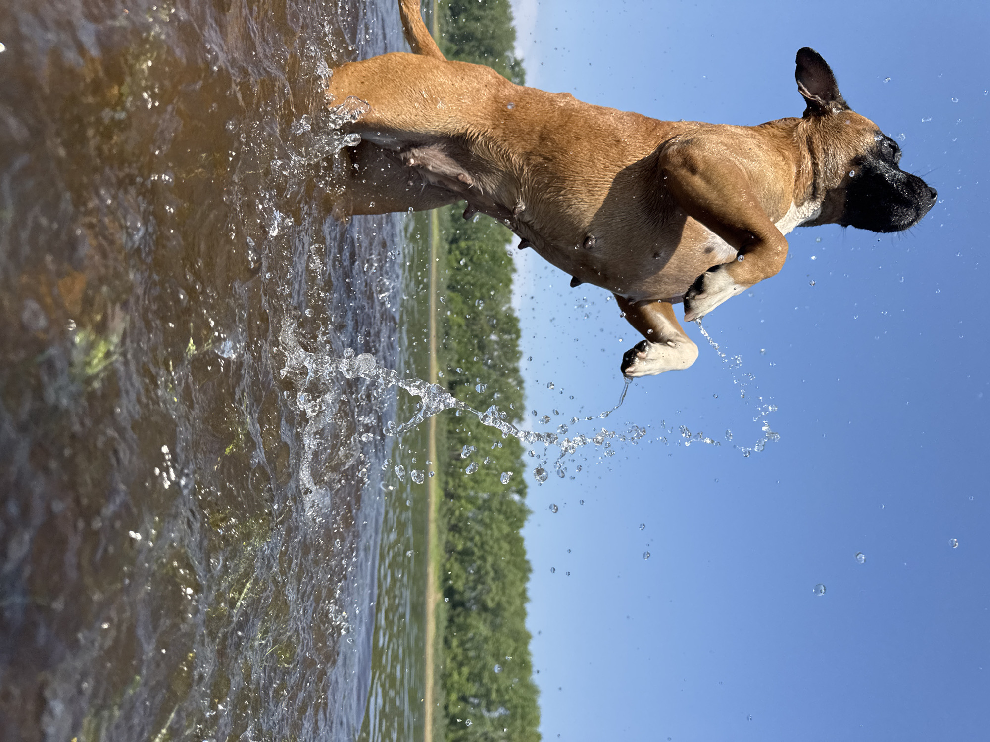 A tan dog with white paws is captured mid-air, standing on its hind legs in the murky water of a river. Its front paws are raised and bent, and water is splashing around it. The dog's head is tilted back, and its mouth is open, suggesting it is panting or barking. Behind the dog, a line of green trees forms the distant shoreline under a clear blue sky. The water is dark brown and appears shallow, with some submerged vegetation visible. The perspective is low, looking up at the dog from the water level. The scene is set on the Kama River in Chaikovsky, Russia.