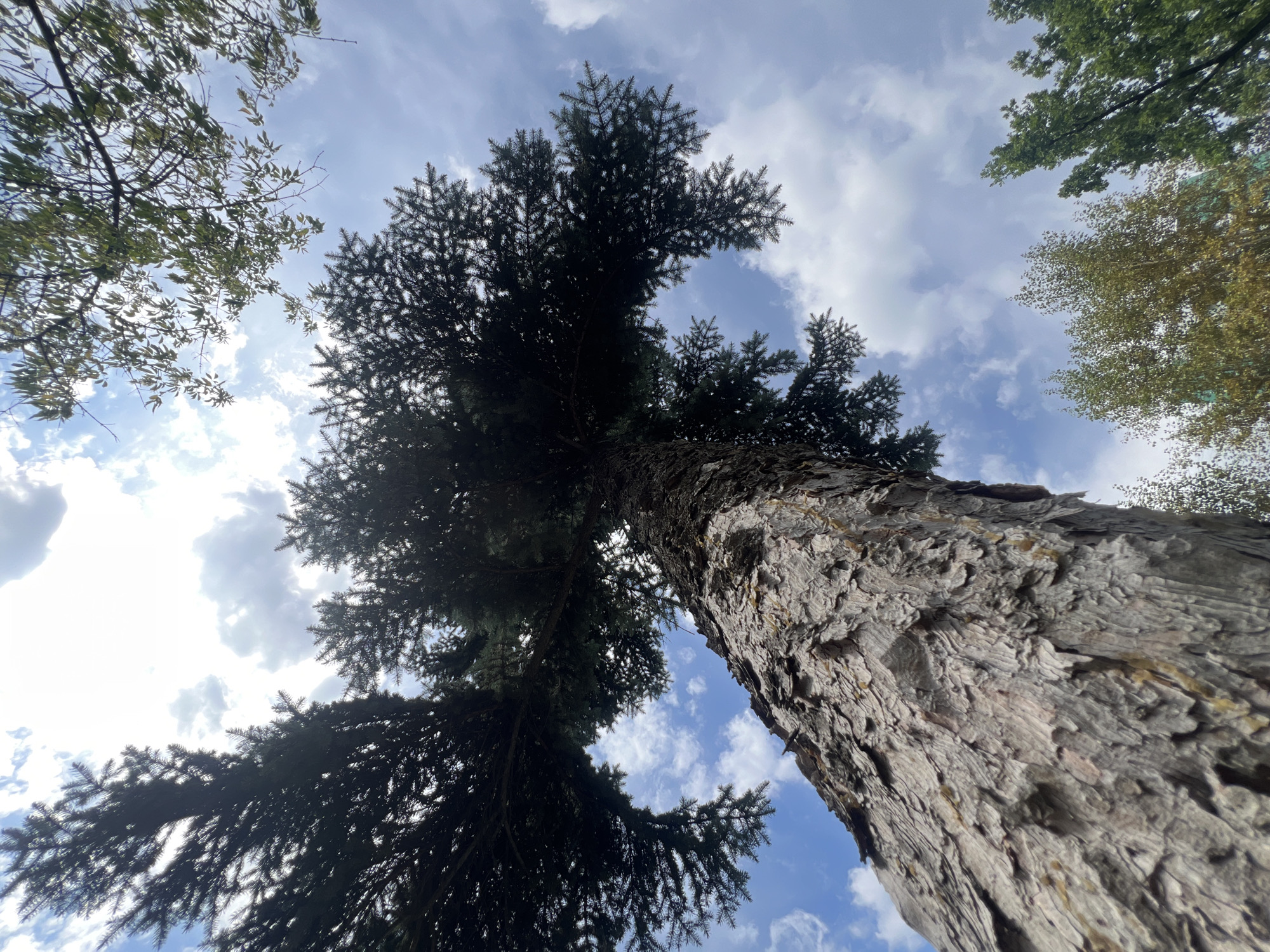 An upward-facing, low-angle shot captures a large evergreen tree with dark green needles and textured, grayish-brown bark against a cloudy blue sky. The tree's branches extend outward and upward, dominating the frame. In the upper right and lower right of the image, deciduous trees with yellowing and green foliage are visible, suggesting an autumn or early autumn setting. The overall impression is one of looking up into a dense forest canopy on a bright, possibly breezy, day. The location is unknown, and no people are present.