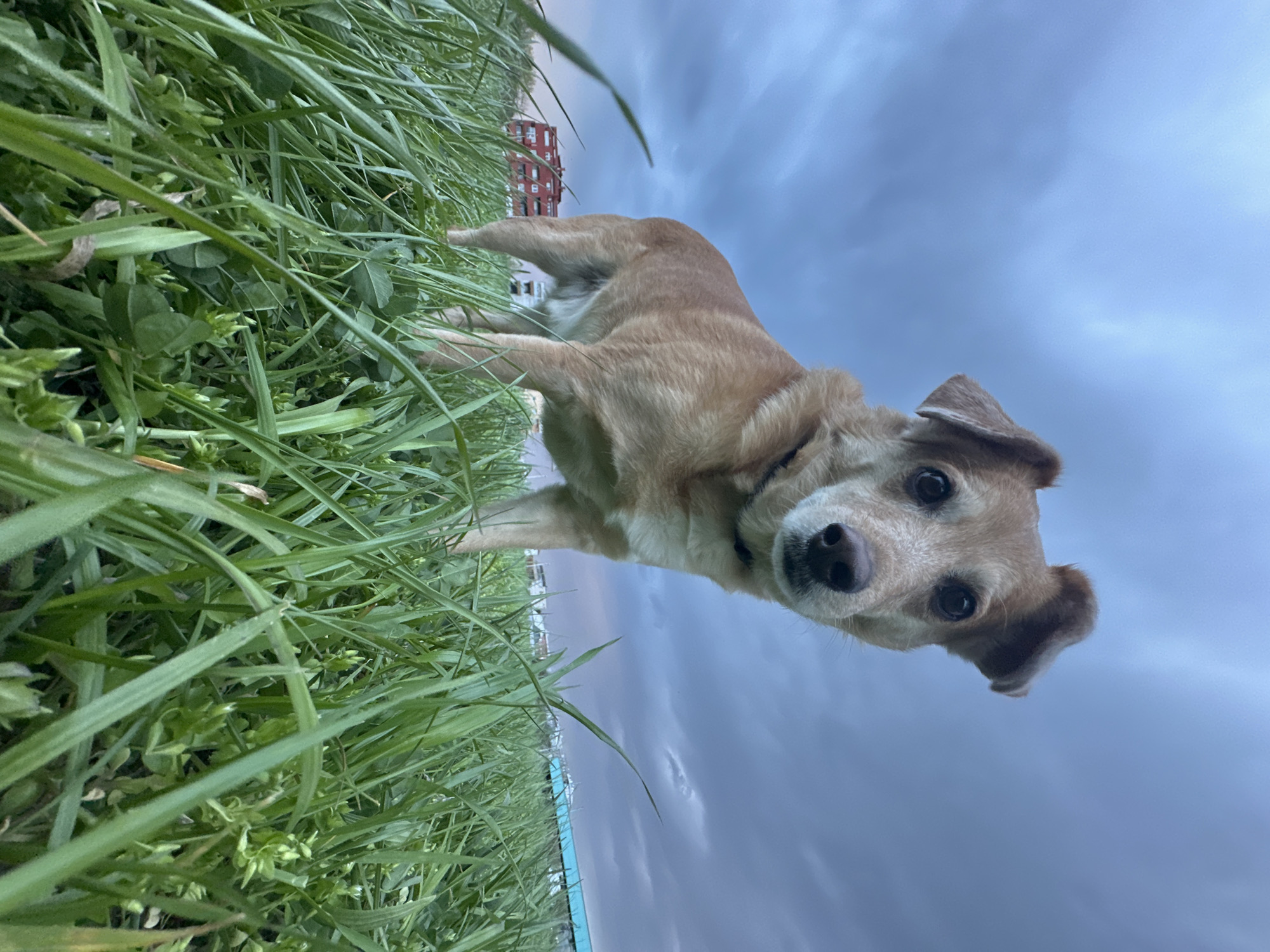 A low-angle, wide-shot photograph captures a light brown dog standing in tall green grass under an overcast sky, located within the City of Zagreb, Croatia. The dog, positioned centrally, faces the camera directly, exhibiting dark eyes, a black nose, and partially visible ears, one slightly folded. A dark collar is visible around its neck. The foreground is dominated by lush, green blades of grass, some with clover-like plants, extending upwards towards the viewer from the very bottom of the frame. In the midground, behind the dog to the left, a multi-story residential building with a reddish-orange facade and visible windows is discernible. To the right, further in the distance, a structure with a light blue roof or covering is partially visible. The background consists of a uniformly cloudy sky, predominantly grey with subtle blue tones, indicating low light conditions or an impending change in weather. No human figures are present. The precise location within Zagreb is an urban green space, with residential and other civic structures in the immediate background.