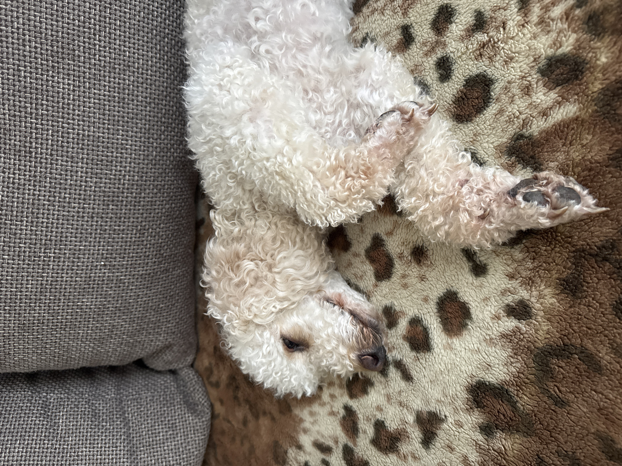 A white poodle is sleeping on a leopard print blanket. The poodle is curled up on its side with its head resting on its paws. Its eyes are closed and its mouth is slightly open. The blanket is soft and fuzzy, and the leopard print is a mix of brown and black spots. In the background, a portion of a grey couch can be seen. This image was taken in Pavlodar, Kazakhstan.