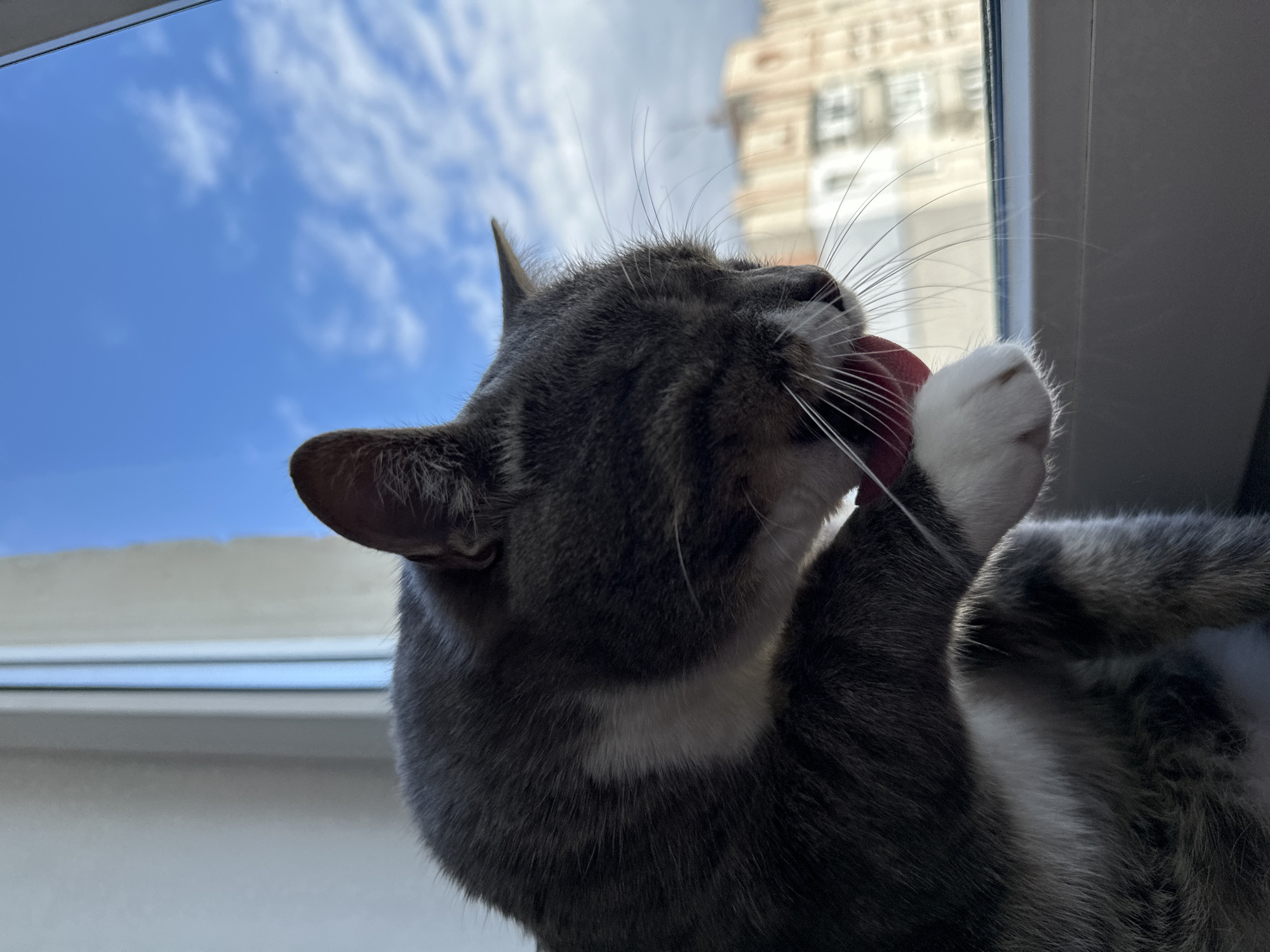 A medium shot captures a grey and white cat grooming its paw by a window. The cat is positioned on the left side of the frame, with its head down and tongue out, licking its white paw. Its fur is dark grey with white markings on its chest and paws. The background is a blurred view of a blue sky with scattered clouds, and beyond that, the indistinct shapes of buildings. The window sill is visible at the bottom of the frame. The lighting suggests it is daytime.
