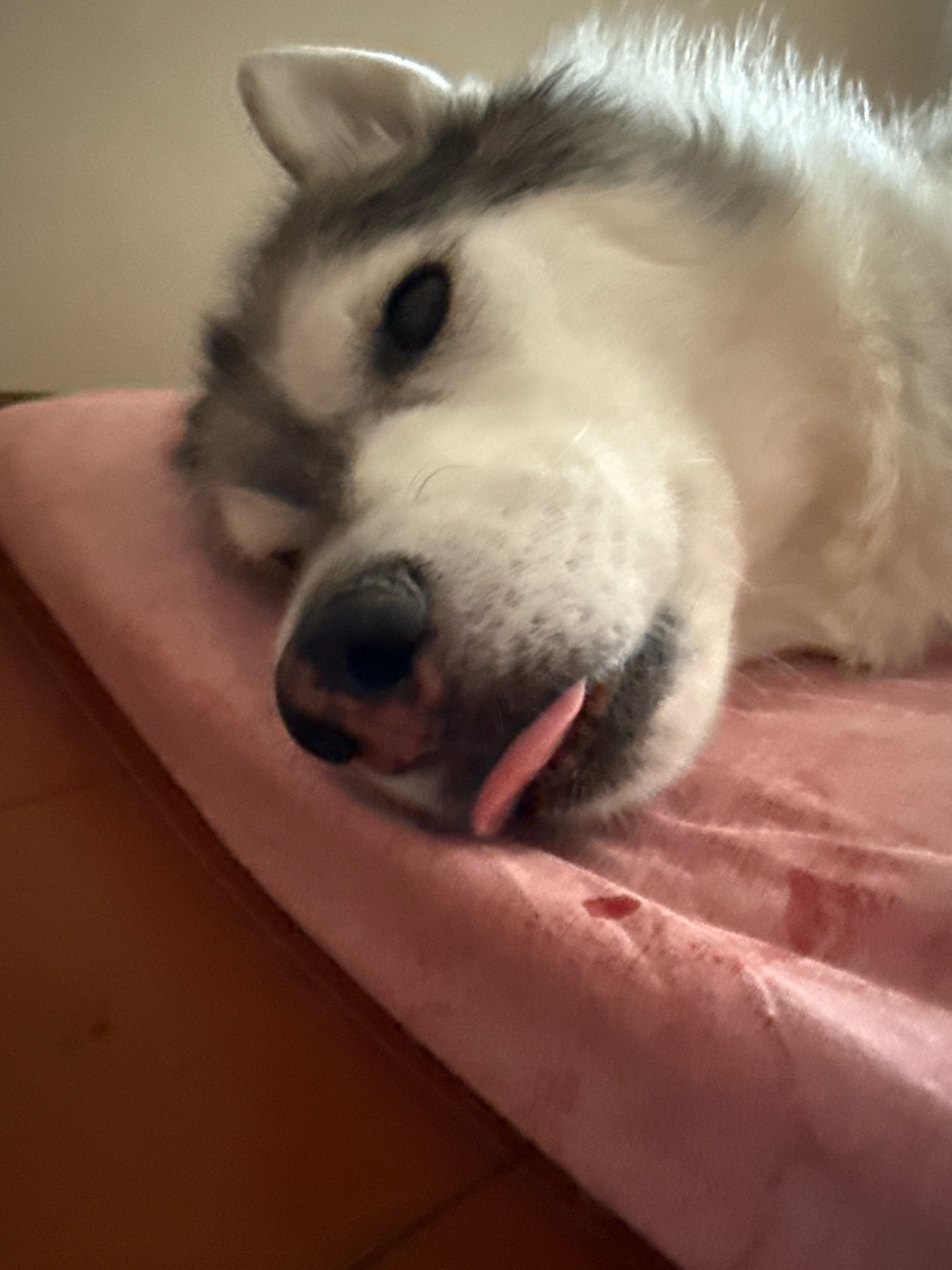 A close-up, low-angle shot shows the head of a husky dog lying on its side on a pink surface. The dog's eyes are closed, and its tongue is sticking out. The fur is gray and white, with darker gray markings around the eyes and ears. The pink surface appears to be a blanket or fabric, with some red stains visible on it. The background is blurred and out of focus, with a wall or light-colored surface visible on the left and a darker, wooden surface on the bottom. The lighting is soft and warm.