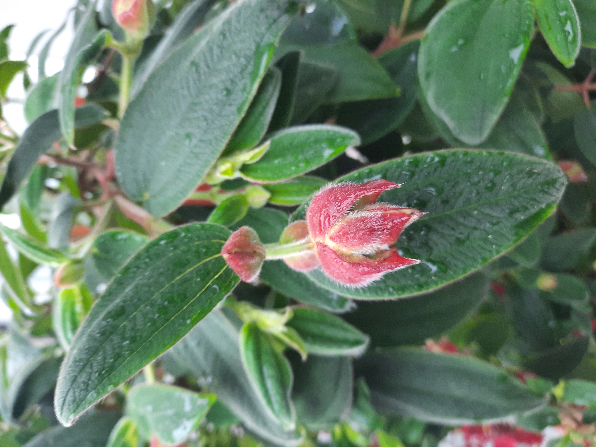 The image is a close-up, eye-level shot of a plant with dark green, oval-shaped leaves and a single red flower. The flower is in the foreground and is partially open, revealing fuzzy red petals and a yellowish center. The leaves are covered in small water droplets, suggesting it may have recently rained or been watered. The background is a blur of more green leaves and some red buds, indicating a dense plant growth. There are no people or man-made objects visible in the image. The setting appears to be a garden or greenhouse environment. It is not possible to determine the specific location within Rosenheim, Germany, from the provided image.