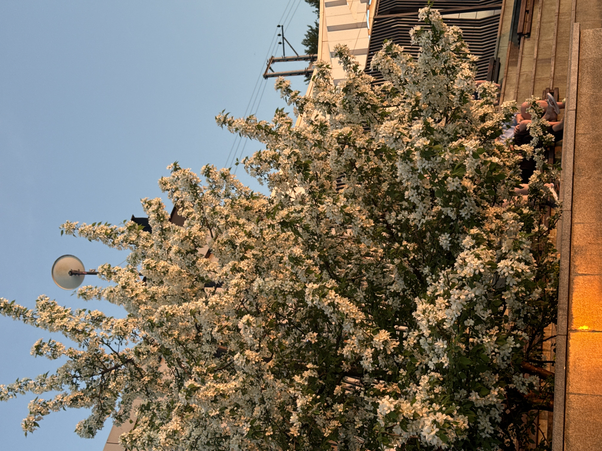 The image shows a flowering tree in an urban setting. The tree is covered in white blossoms and stands in front of a building with a light-colored facade. A street lamp is visible to the left of the tree. People are seated on benches next to the building. Electrical poles are visible in the background. The location is Perm, Russia.