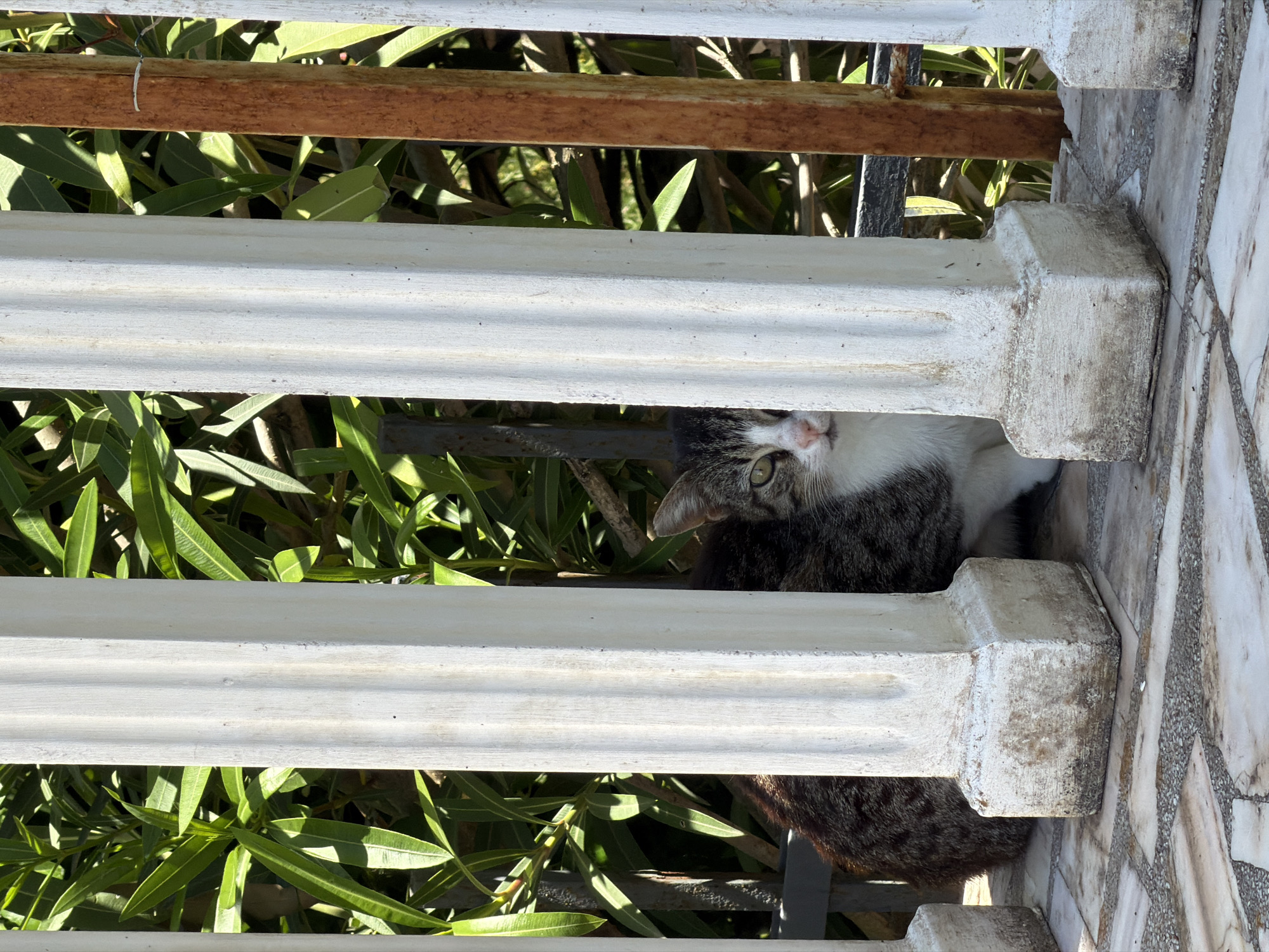 A medium-sized, grey-striped tabby cat with a white chest and face is partially visible behind a white, three-tiered balustrade with green foliage visible through the railing. The cat is located in Krašići, Montenegro. The cat's head is turned slightly to its left, and its left eye is visible, looking directly at the camera. The background includes green leaves and branches of bushes. A tiled marble floor is visible to the right of the balustrade.
