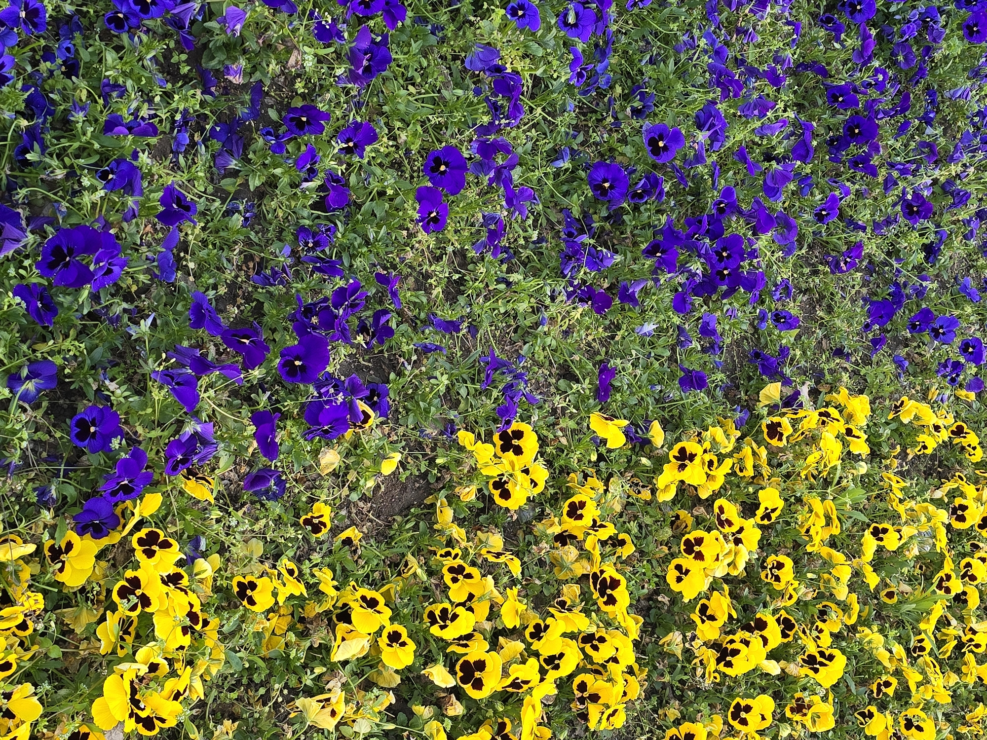 This close-up, high-angle shot captures a vibrant flowerbed densely populated with pansies. The field of flowers is distinctly divided by color, creating a diagonal split across the frame. The upper left and central portions of the image feature numerous deep purple or violet pansies, each with a prominent dark, almost black, center. As the eye moves towards the lower right of the image, these purple flowers transition into a dense cluster of bright yellow pansies, which also exhibit distinct dark centers.
Green foliage, characterized by small leaves and stems, is visible throughout the flowerbed, interspersed among the colorful blossoms and over patches of dark soil. The flowers are tightly packed, covering most of the ground within the frame. The lighting suggests it is daytime, providing soft and even illumination that highlights the rich hues of the flowers without harsh shadows. There are no people, animals, or artificial objects present, nor is there any visible text. The image portrays a natural, cultivated garden scene with a striking color arrangement.