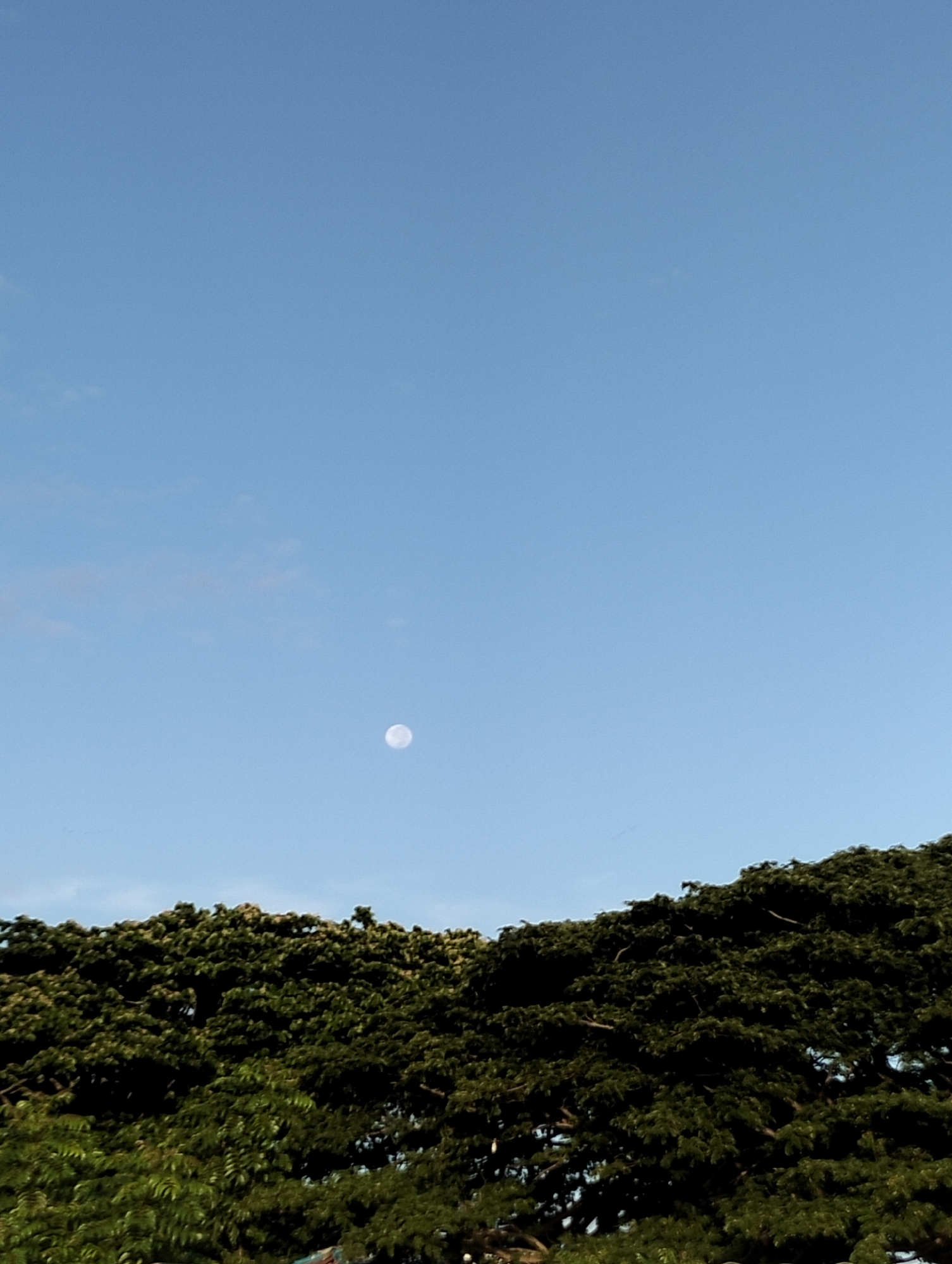 The image is a vertical shot of a clear blue sky above a dense canopy of dark green trees. A small, pale moon is visible in the upper half of the sky, slightly to the left of the center. The trees, which appear to be part of a large park or forest, occupy the lower third of the frame. The scene is likely outdoors in a natural setting, possibly in Lhokseumawe, Indonesia, given the context. There are no people or specific buildings visible in the frame. The lighting suggests it is daytime, given the brightness of the sky and the moon's visibility.