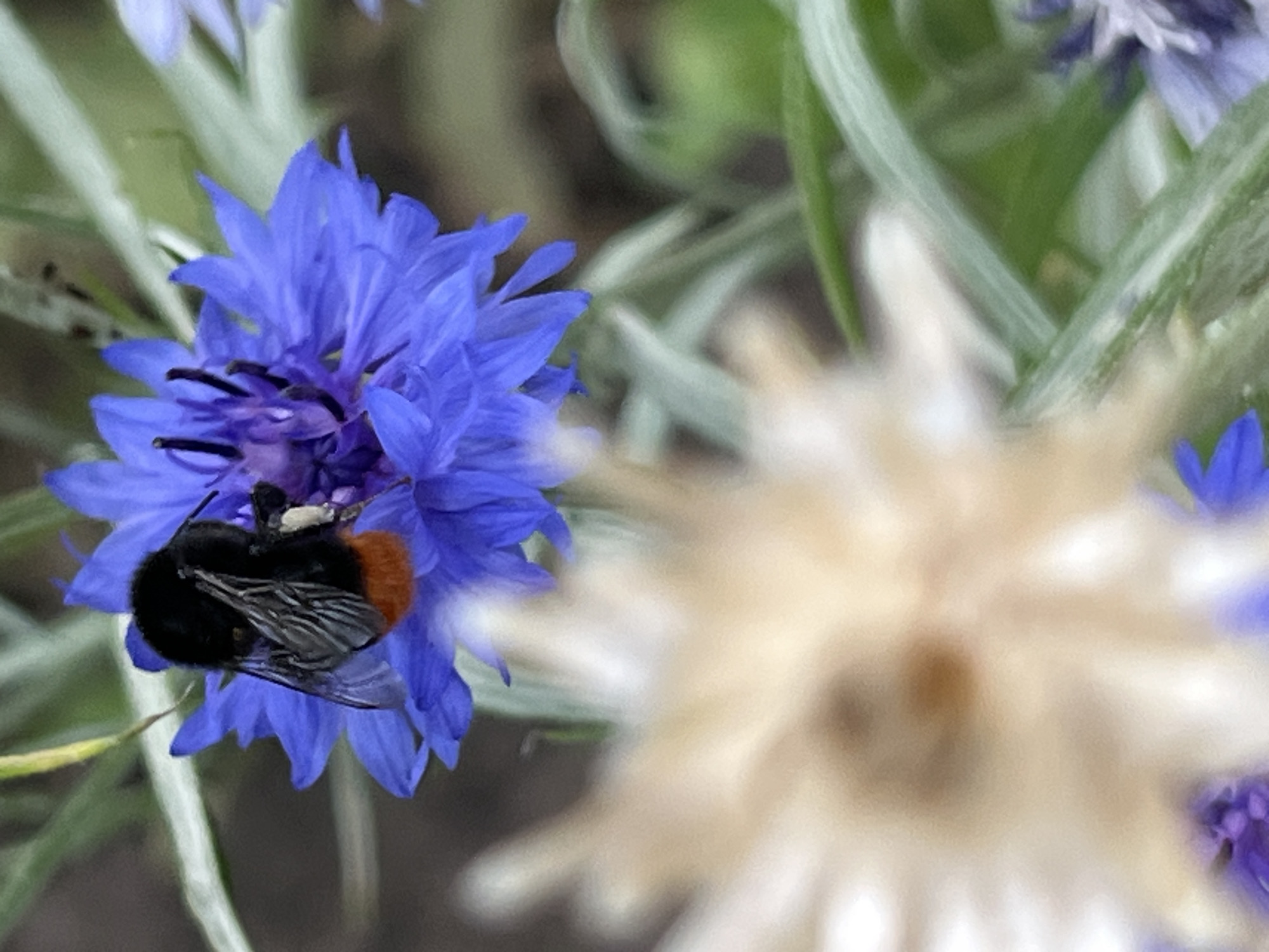 A close-up macro photograph captures a bumblebee collecting nectar from a vibrant blue cornflower. The bee, with its fuzzy black and orange body and translucent wings, is positioned on the flower's delicate petals. The background is softly blurred, featuring more cornflowers and greenery, suggesting a natural, outdoor setting. The focus is sharp on the bumblebee and the blue flower, highlighting the intricate details of nature. The overall impression is one of a peaceful summer day, with the bee actively engaged in its pollination duties. The image composition emphasizes the beauty and fragility of the insect and the flower. No text is visible in the image. The context of Dnipro, Ukraine, places this scene within a natural landscape likely in late spring or summer.