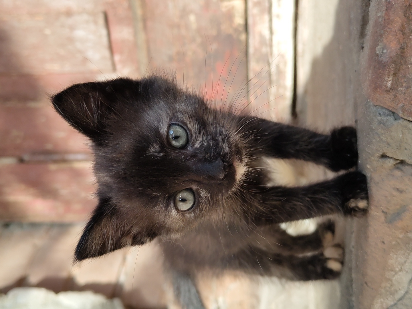 A small black kitten with blue-grey eyes looks directly up at the camera. The kitten is positioned against a rough, light-colored brick wall. The kitten is oriented on its side and the photograph has a shallow depth of field. The location is not identifiable.