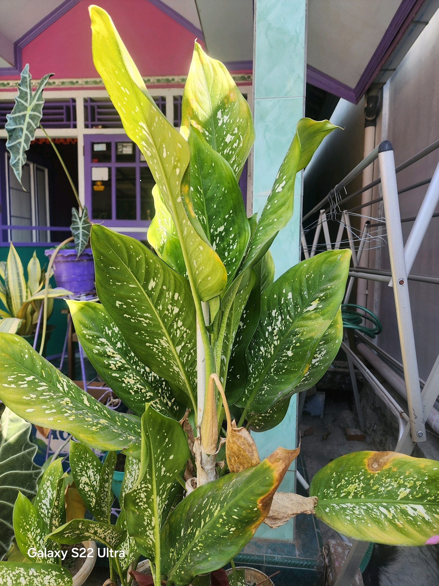 A close-up, eye-level outdoor shot features a large, leafy green plant with white speckles as the main subject. The plant's leaves are varied in size and shape, with some showing signs of yellowing and browning along the edges. Behind the plant, a building with purple and pink accents is visible, along with a light blue tiled pillar. A metal clothes drying rack with hangers is positioned to the right of the plant. The scene appears to be a residential area, likely in Salaman, Indonesia, given the context. The lower left corner of the image displays the text "Galaxy S22 Ultra".