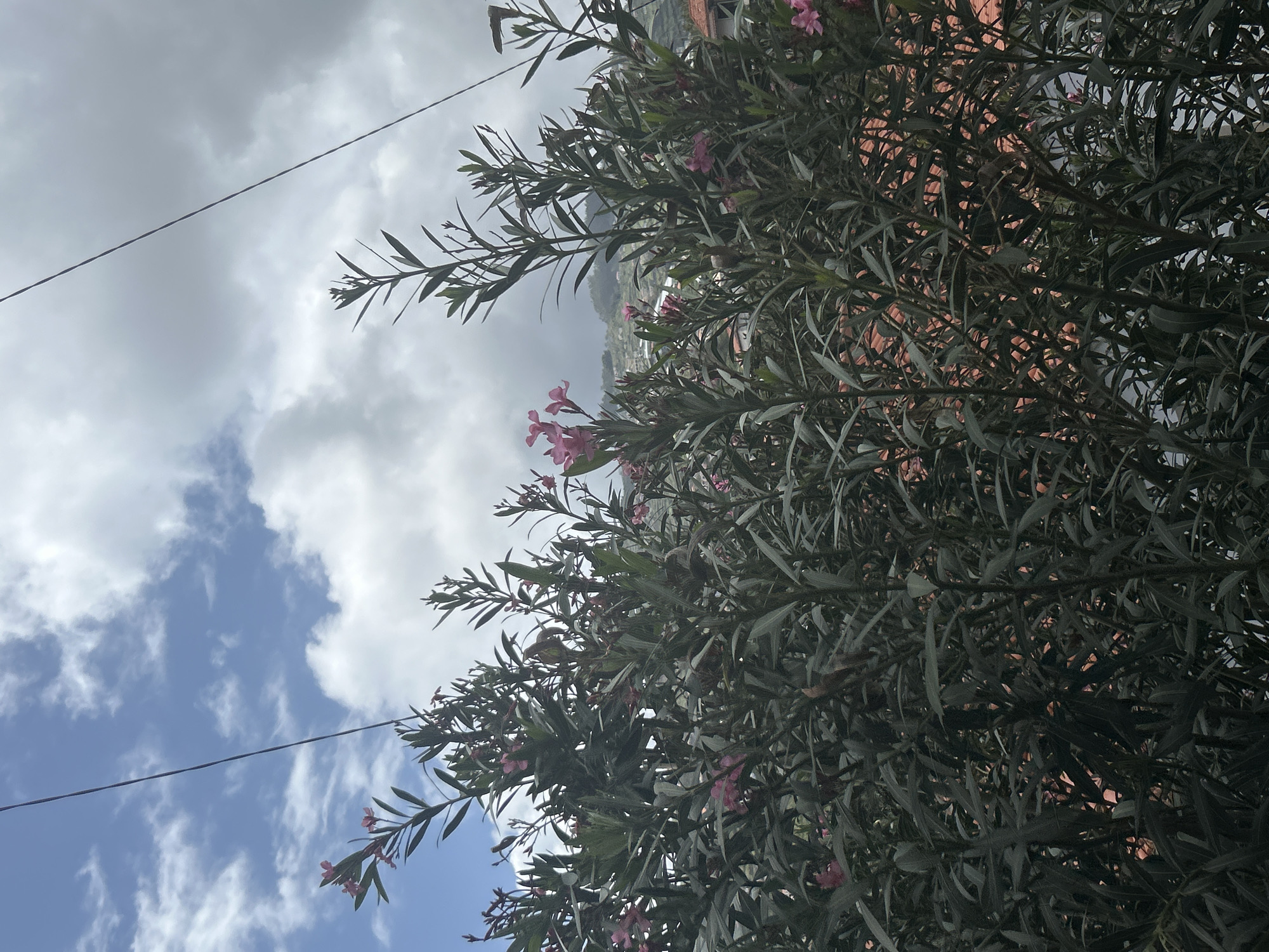 The image shows a view of Câmara de Lobos, Portugal, partially obscured by a flowering shrub. The shrub features long, slender green leaves and small pink flowers. A background of buildings with red-tiled roofs can be seen through the foliage. The sky, a mix of blue and white clouds, is visible in the upper left portion of the frame. A thin electrical wire cuts across the sky. The image is taken at an upward angle.