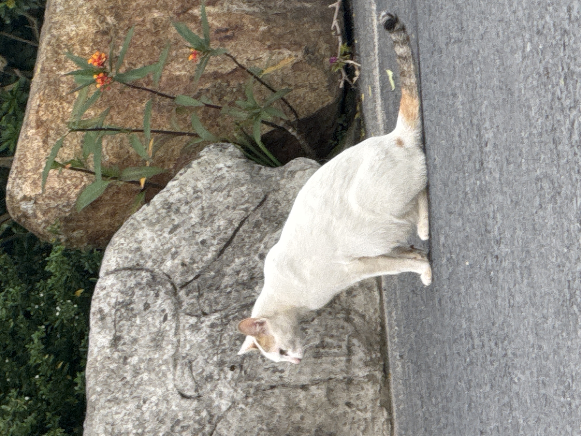 A white cat with light brown markings on its ears and tail sits on a gray asphalt surface. The cat is facing left, with its body angled slightly away from the viewer. In the background, large gray and brown rocks are visible, with green foliage and small orange flowers growing between them. The scene appears to be outdoors, possibly in a park or natural area within the city of Lâm Viên - Đà Lạt, Vietnam.