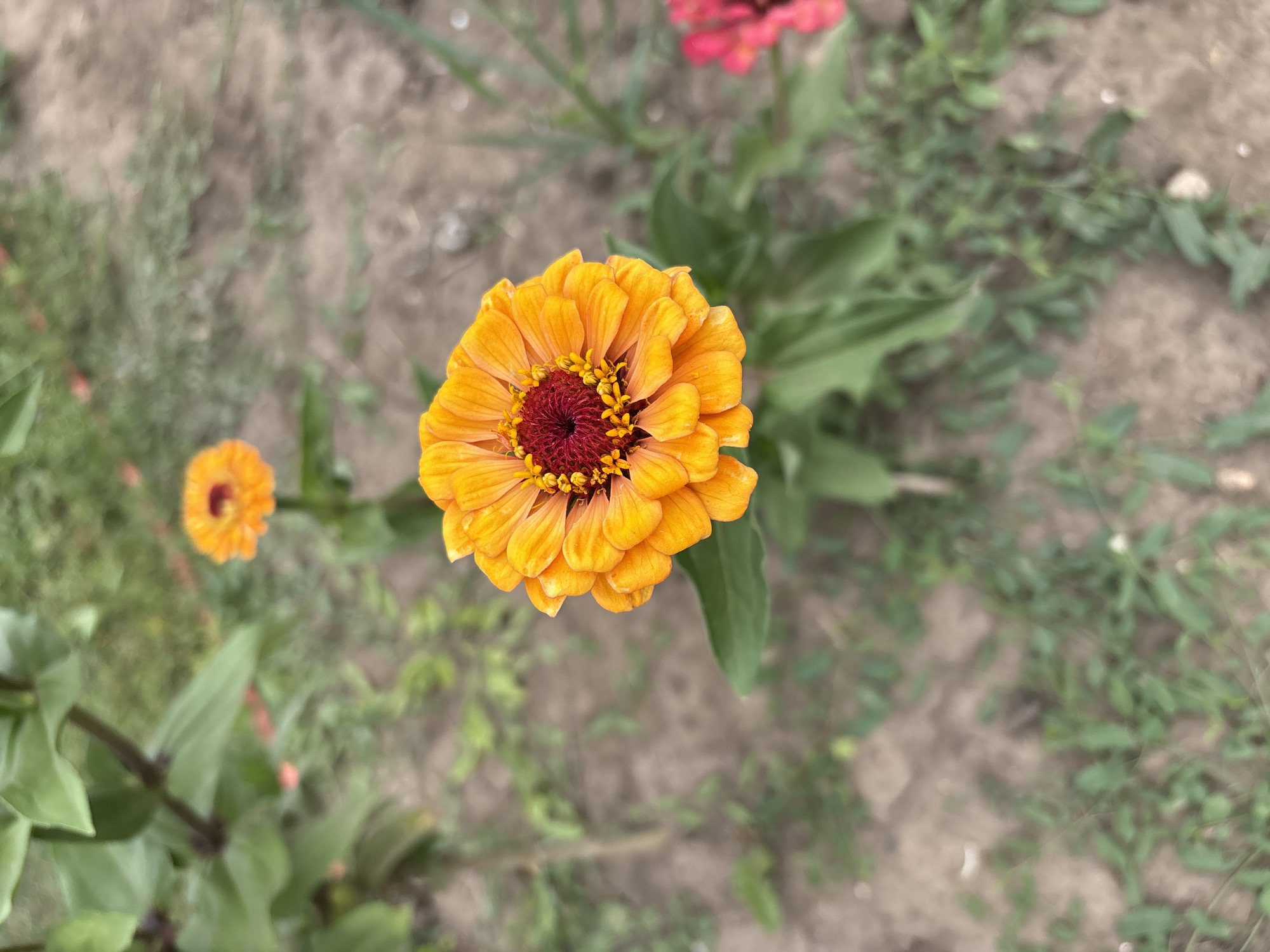 An outdoor, medium shot captures a close-up of a vibrant orange zinnia flower in the foreground. The flower's petals are arranged in concentric layers, with a deep red center. The background is blurred, revealing hints of green foliage, brown soil, and a second, slightly out-of-focus orange zinnia flower. A pinkish flower is also visible in the far right background. The scene appears to be in a garden or natural setting, possibly within the city of Petrykiv, Ukraine, given the information provided. There are no people or animals in the frame, and no discernible actions or interactions are occurring. The lighting suggests it is daytime.