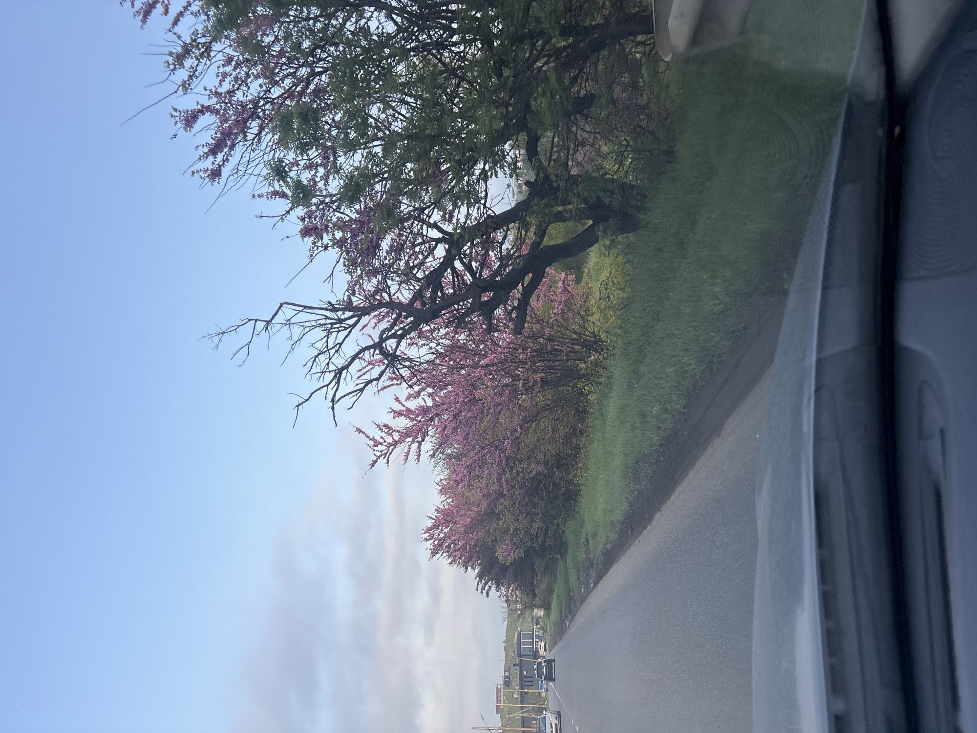 The image, likely taken from inside a vehicle, shows a road in Tbilisi, Georgia. The sky above is light blue. A row of trees lines the side of the road. Some of the trees are flowering with purple blossoms. There are buildings visible in the distance, as well as several cars on the road. The vehicle's window and interior are partially visible in the foreground. The image is rotated sideways.