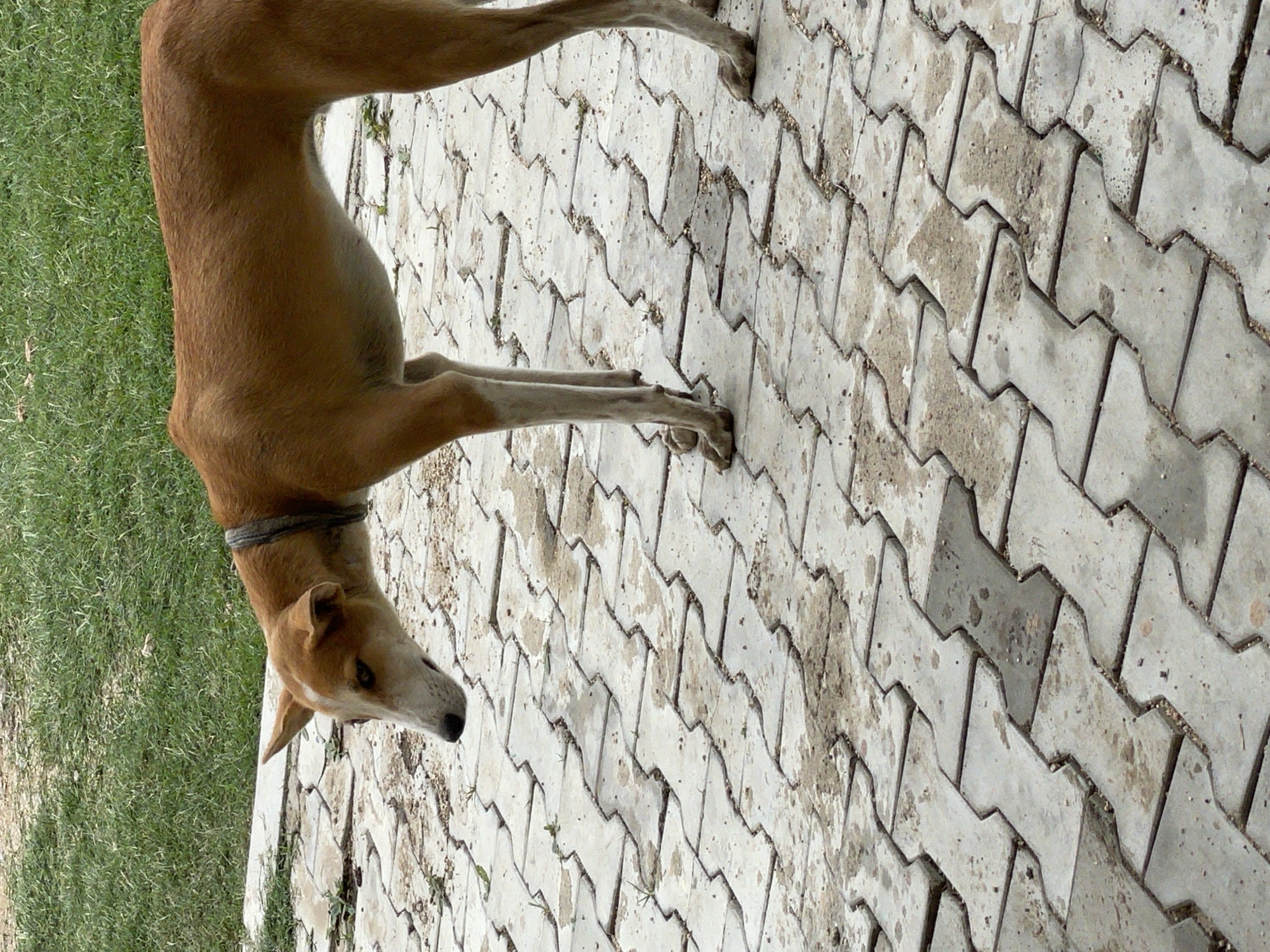 A slender, brown dog with white markings on its face and chest stands on a paved area. The dog is facing to the left, with its head lowered slightly. The paving is made of interlocking concrete blocks, some of which are stained with dirt and debris. In the background, there is a patch of green grass. The image appears to be taken outdoors during the day. The dog's ribs are visible, suggesting it may be underweight. The dog is wearing a grey collar. The location is identified as Wai A, Nigeria.