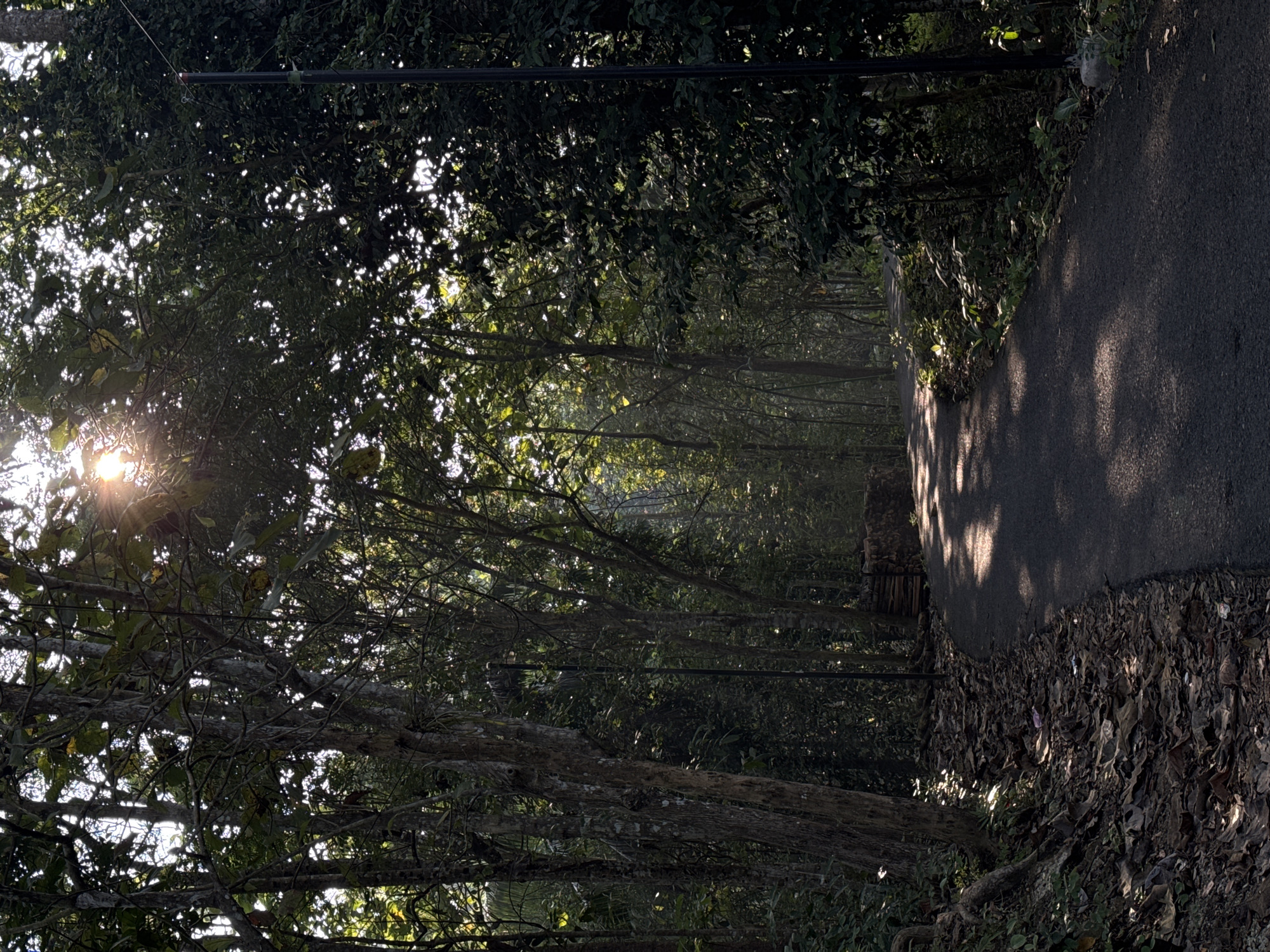This is an eye-level, medium shot of a paved road curving through a dense forest with dappled sunlight filtering through the trees. The road's surface is dark asphalt, and fallen leaves litter the sides. To the left, a large tree trunk with rough bark is prominent. A black lamppost stands on the right side of the road. In the background, the sun is visible, partially obscured by foliage, creating bright light flares. A low stone wall and a stack of wood are visible on the right side of the road. The environment is lush and green, suggesting a natural setting. The scene does not contain any people or animals. This scene is located in Alian, Indonesia.