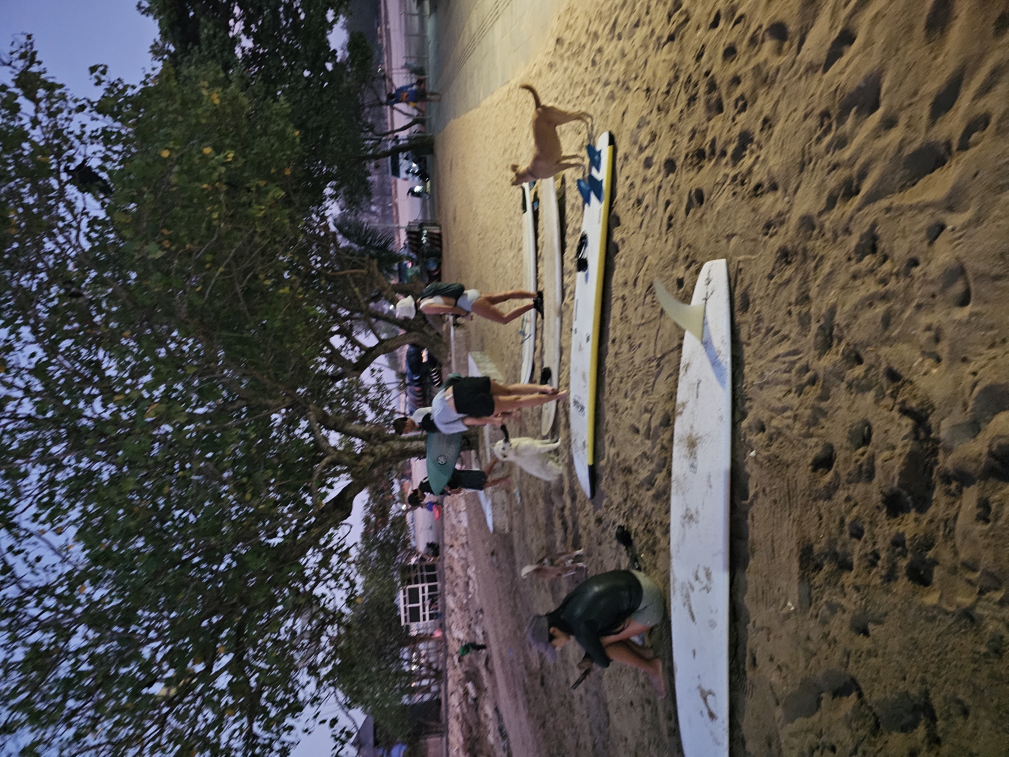 The image depicts a beach scene at dusk in Denpasar, Indonesia, likely near a surfing spot. Several people are visible, some appearing to be surfers or involved in surf-related activities. One person is kneeling on the sand, holding what might be a surfboard leash. Another person is standing next to a surfboard, and two more individuals are in the background, also near surfboards. A tan dog stands on a yellow surfboard in the middle ground, and a white dog is positioned further down the beach. Several surfboards are laid out on the sandy shore, some with fins visible. A large tree with dense foliage dominates the left side of the frame, casting shadows on the sand. In the background, there's a paved walkway, a building with windows, and more trees. The sky is a dusky blue, suggesting the end of the day. The atmosphere seems relaxed and casual. There is no visible text in the image.