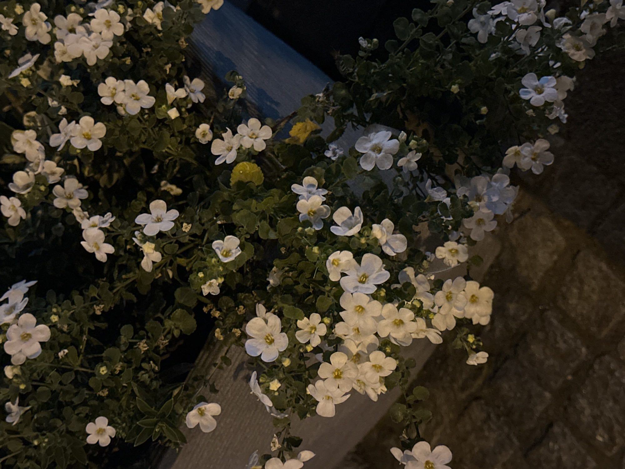 The image shows a close-up, dimly lit view of white flowers with yellow centers, growing in a planter box. The planter box appears to be made of wood and is situated outdoors, possibly on a paved surface like a sidewalk or patio. The background is dark, suggesting it might be nighttime or a shaded area. The flowers are delicate with five petals and are clustered on green stems and leaves. One small yellow flower is also visible. The scene is devoid of people and action, presenting a still, natural composition. The specific location in Krefeld, Germany is not discernible from the image itself.