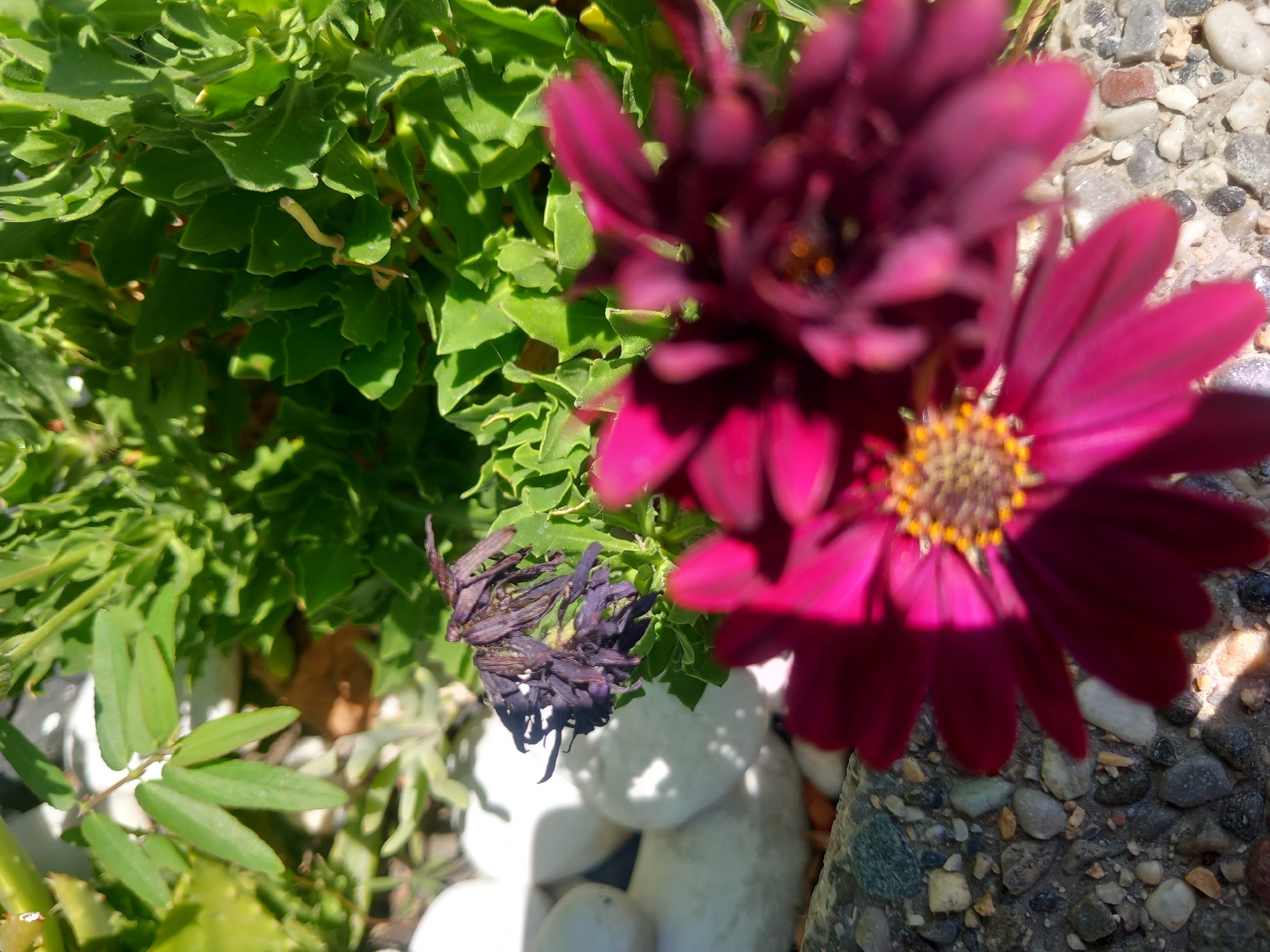 An outdoor close-up shot shows a gravelly planter with several plants and flowers. In the foreground, a large, bright magenta daisy-like flower is out of focus, with its petals taking up much of the right side of the frame. To the left and slightly behind it, another magenta flower is visible but also blurred. Behind these flowers, a cluster of dried, dark purple, withered blossoms is perched above several smooth, white, oval-shaped stones. The background is filled with lush, green foliage, some of which appears to be succulent-like with thick, wavy leaves. The scene is lit by natural sunlight, casting distinct shadows. The location is identified as Agios Nektarios, Greece.