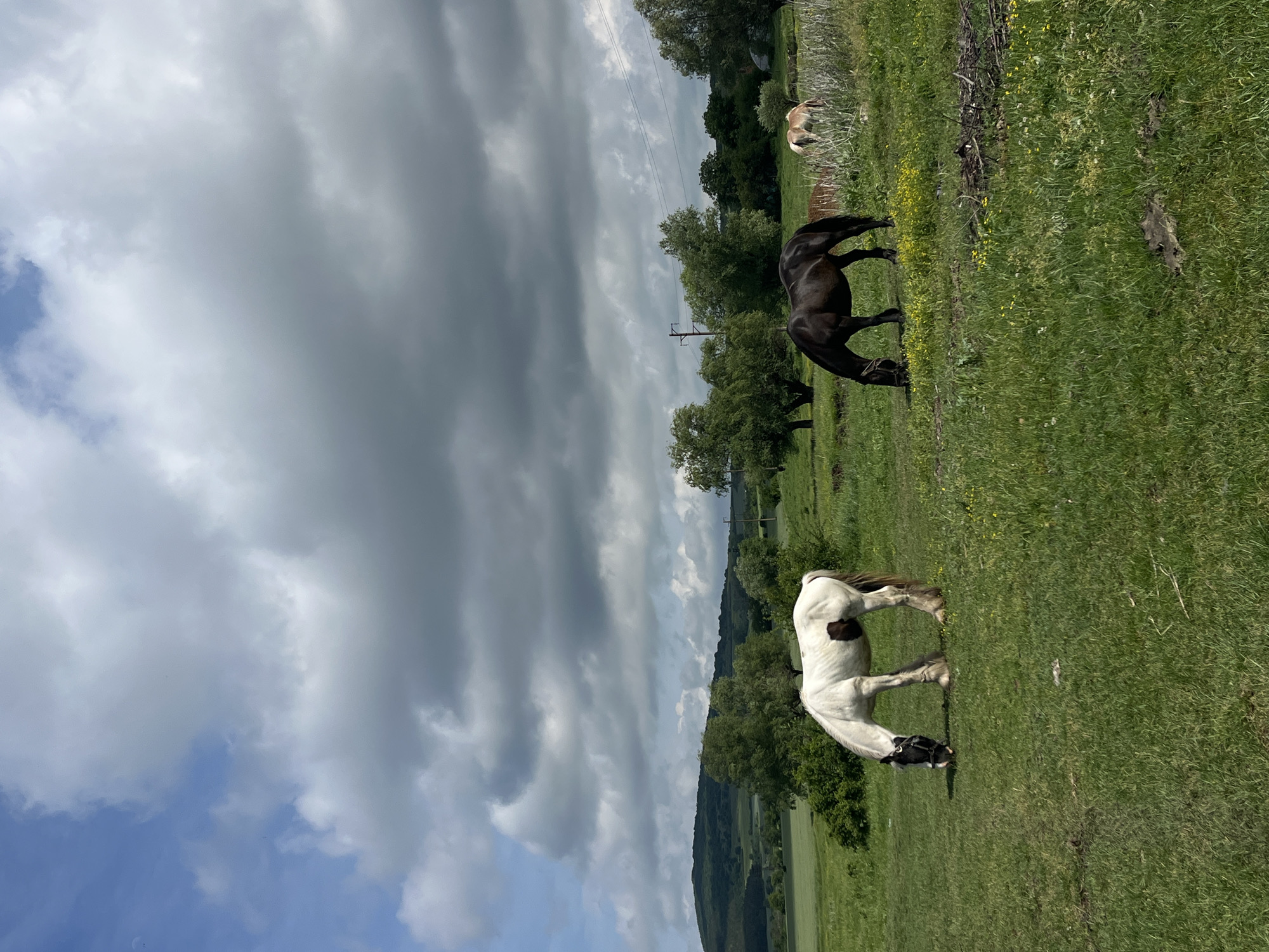 In Lozarevo, Bulgaria, a landscape scene presents a grassy field under a sky dominated by heavy, overcast clouds. In the foreground are two horses grazing: one a distinct white horse with black markings around its head and hooves and the other horse is black. In the background, a third horse can be seen. The setting consists of a green field. There are trees. In the distance, a small hill or valley. Utility poles.