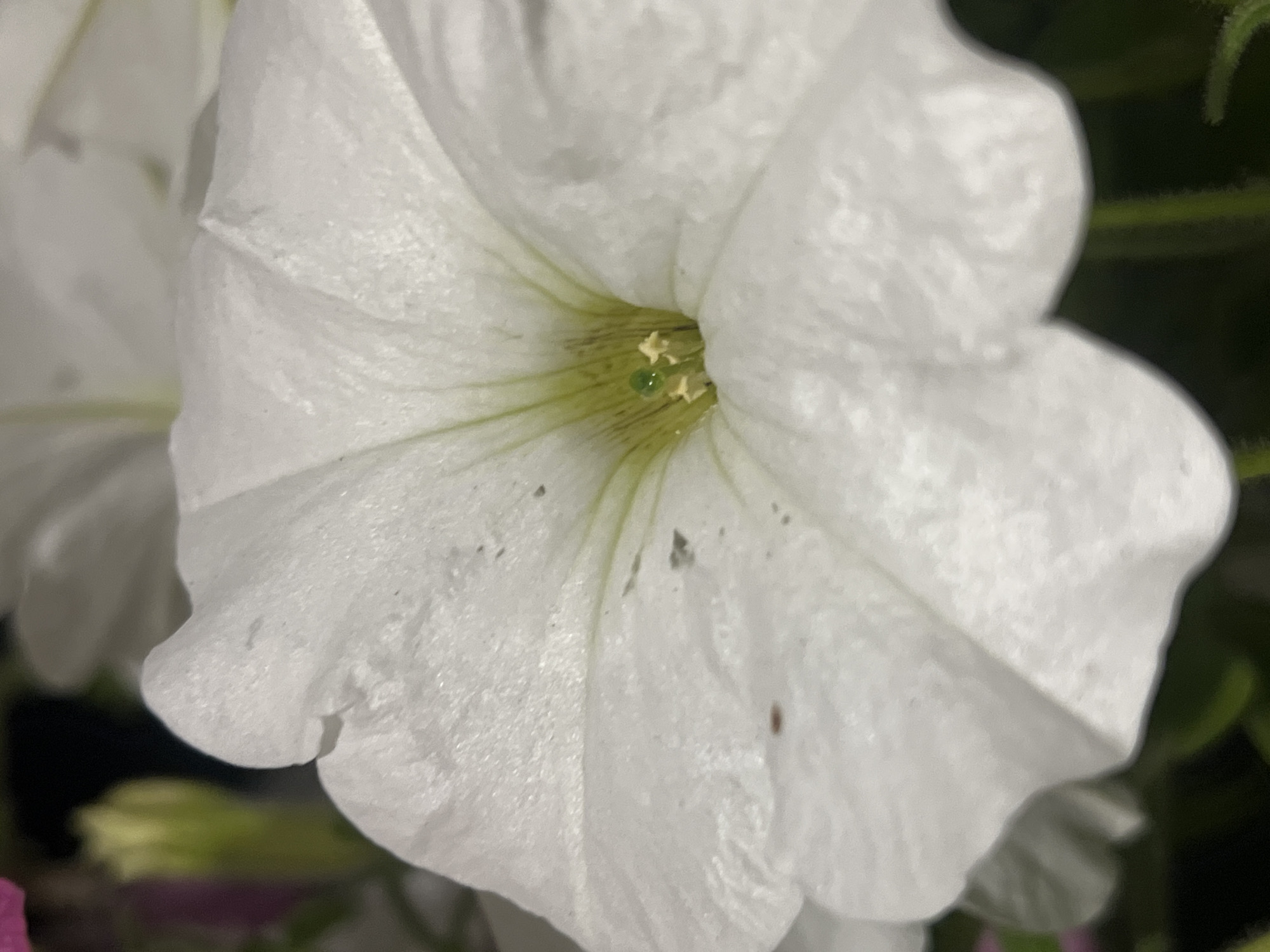 A close-up, low-angle, outdoor photograph captures a white petunia flower in bloom. The flower's delicate, ruffled petals dominate the frame, with a shallow depth of field blurring the background. In the center of the bloom, the stigma and stamens are visible, with a hint of green in the pistil. The flower is located in Zarudyntsi, Ukraine.