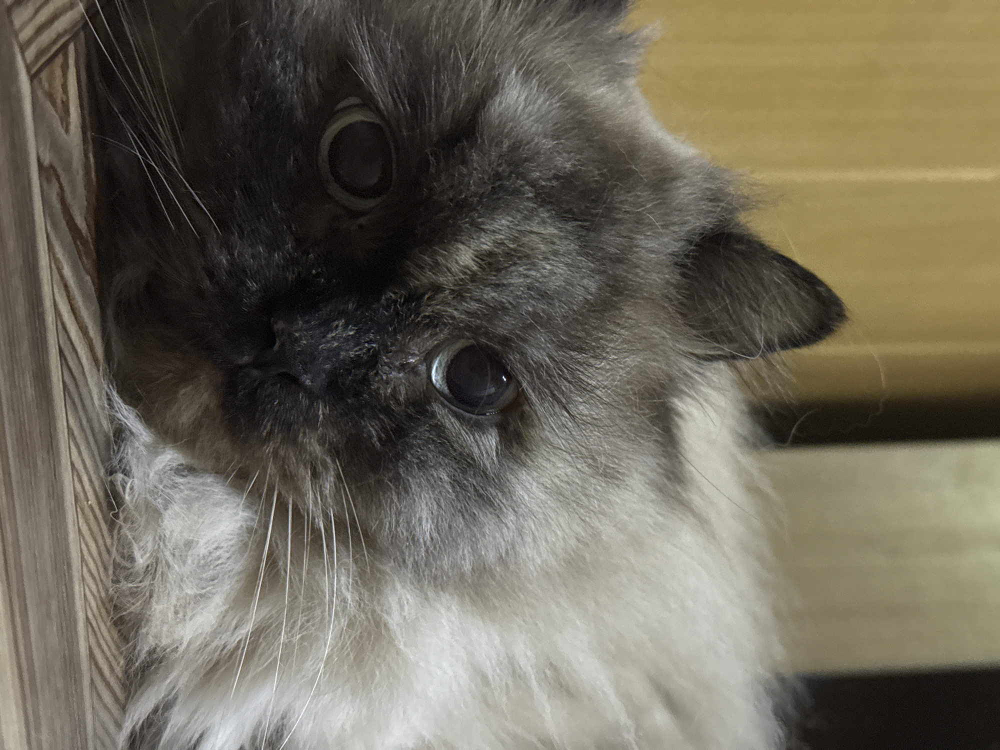 A close-up photograph shows the face of a cat, possibly a Himalayan or Persian breed, peering from behind a wooden structure. The cat has dark gray fur around its eyes and muzzle, transitioning to lighter gray and white fur on its lower face and chest. Its eyes are large and dark, with a slightly wide-eyed expression. Long, white whiskers extend from its face. The wooden structure behind the cat appears to be made of vertical planks. The background is out of focus, suggesting a shallow depth of field. The image is well-lit, capturing the details of the cat's fur and facial features. Rusalevka, Russia is not explicitly stated or apparent within the visual information provided.