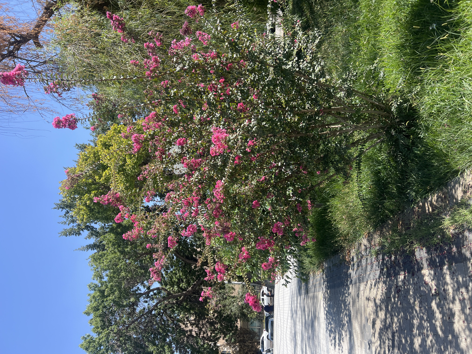 A vibrant crepe myrtle tree with abundant pink blooms stands prominently in the foreground, its branches reaching towards a clear blue sky. The tree is situated next to a paved walkway with a checkered pattern of light and dark gray tiles, partially shaded by the tree's foliage. Lush green grass lines the other side of the walkway, bordering the tree. In the background, several cars are parked along the side of a street, with buildings visible behind them. Behind the crepe myrtle, the dense green foliage of other trees creates a layered backdrop. The scene appears to be in an urban park or along a tree-lined street.